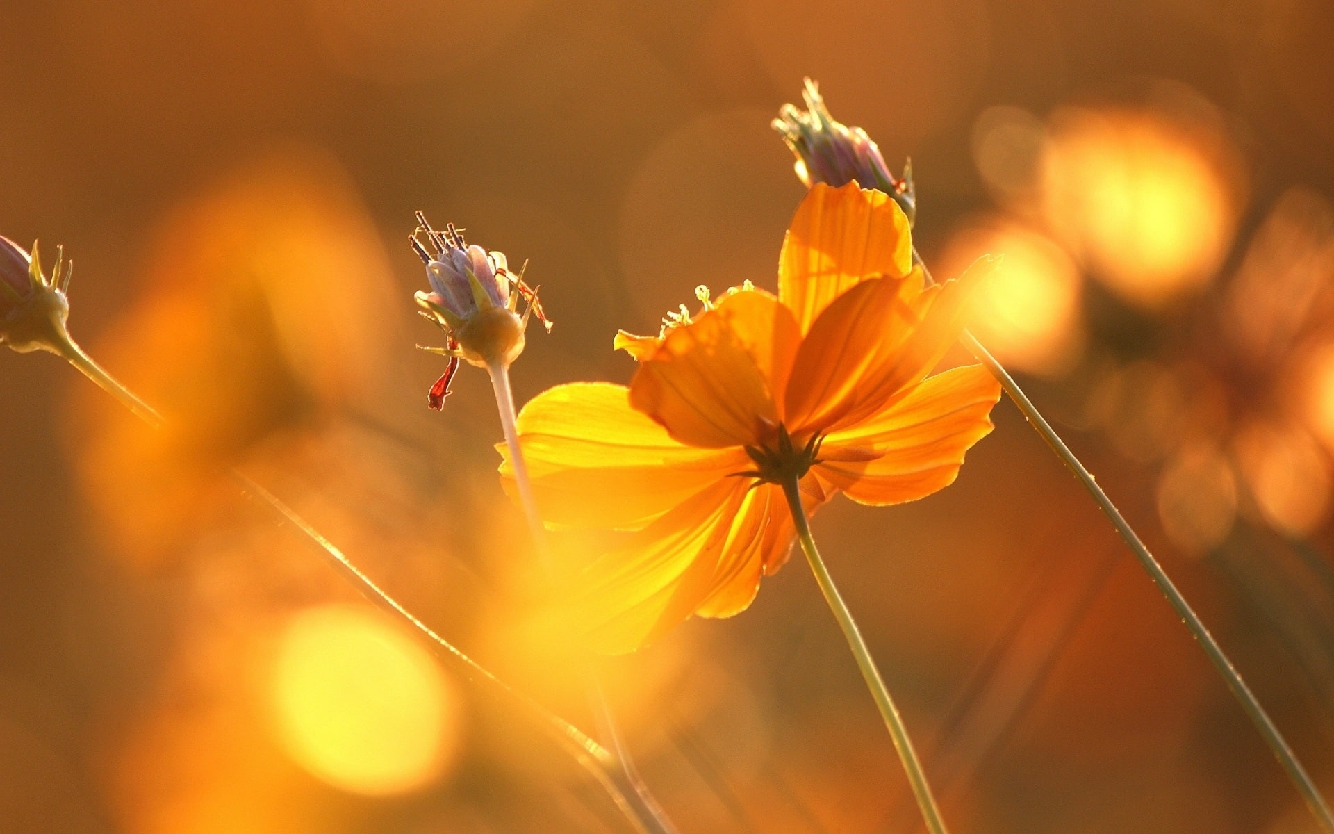 Flower under sun, glare