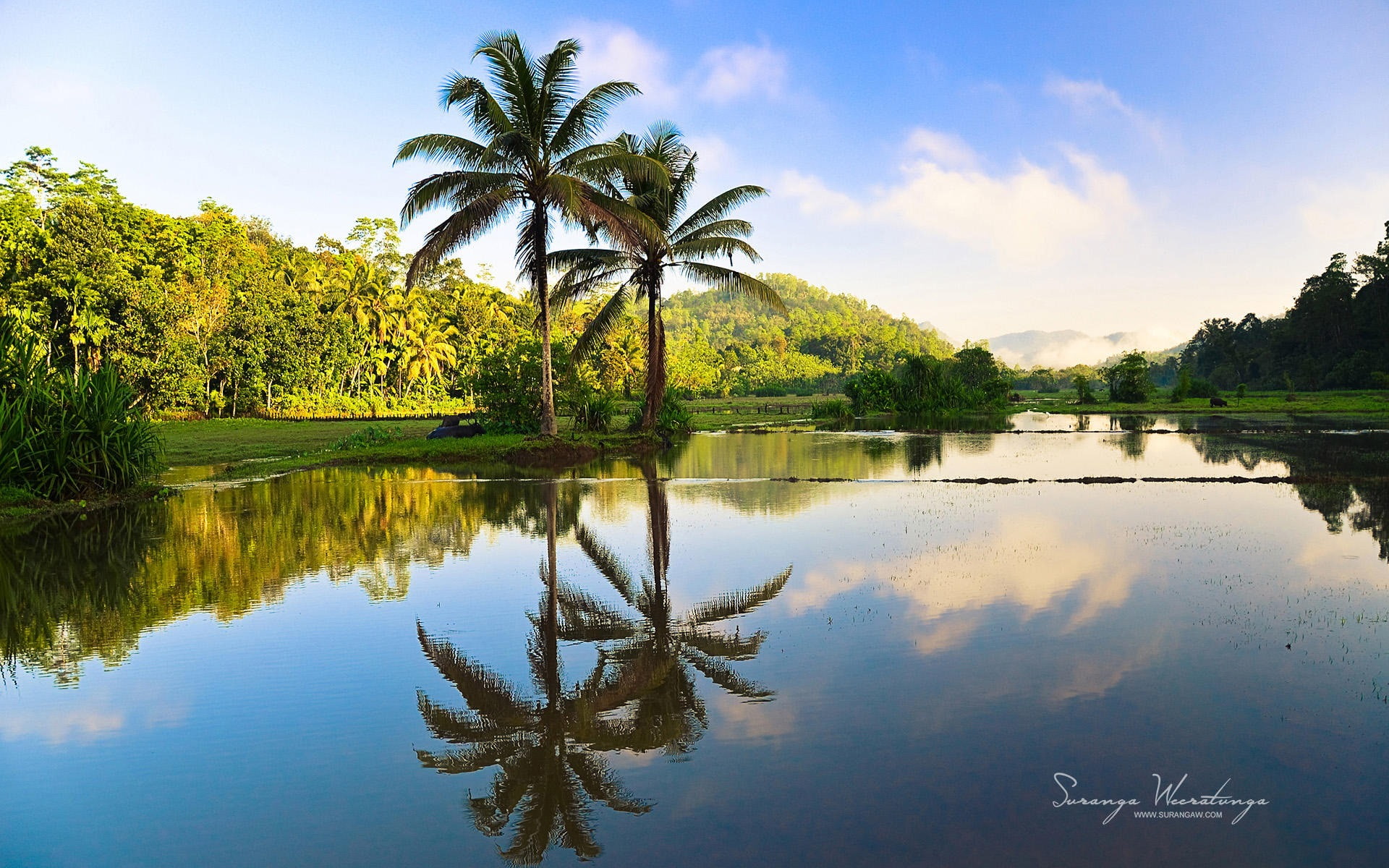 Coco reflection-Sri Lanka Win8 wallpaper, coconut trees, plant