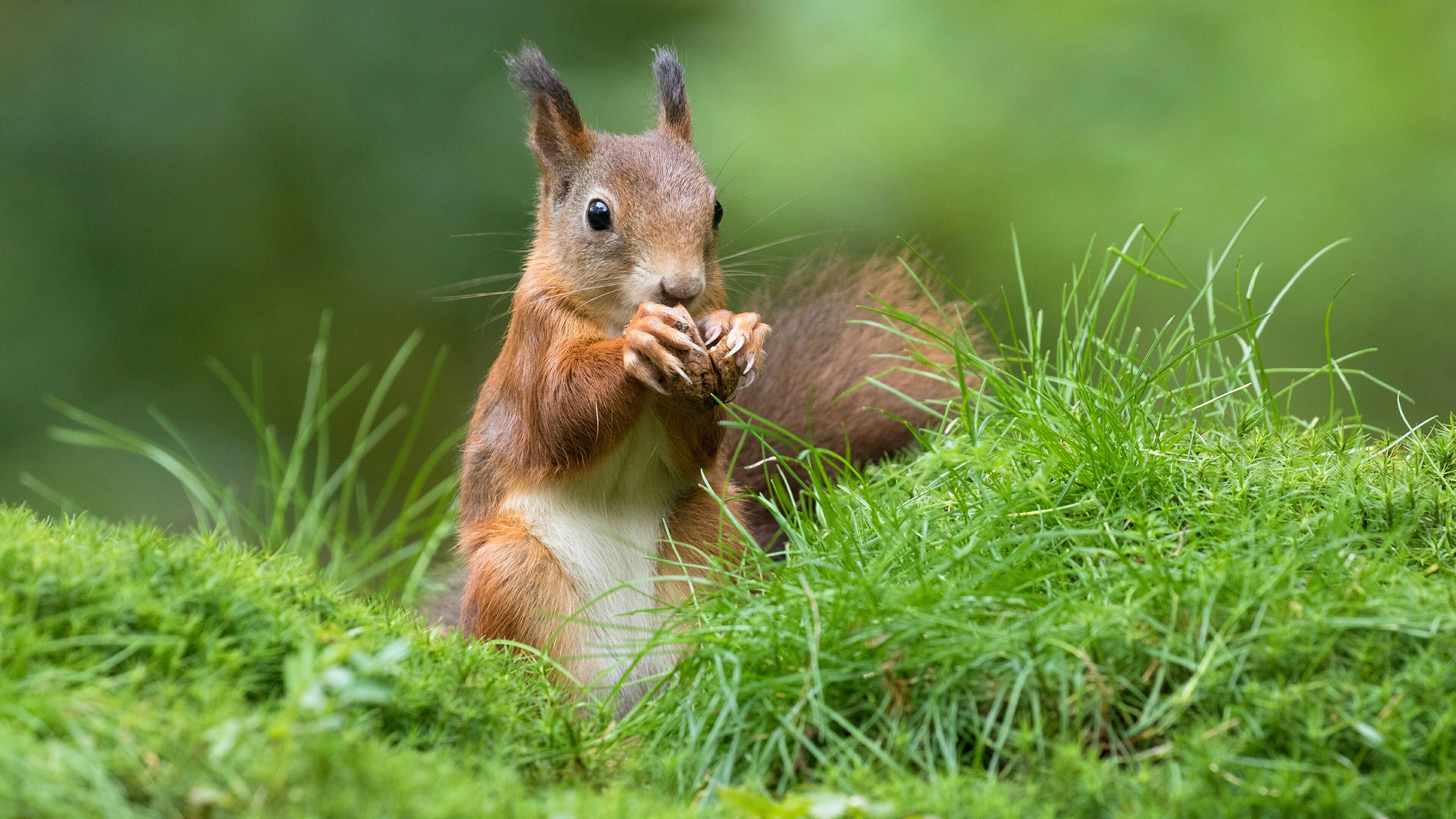 squirrel, grass, nut, walnut, eat, pawns, wildlife, fox squirrel