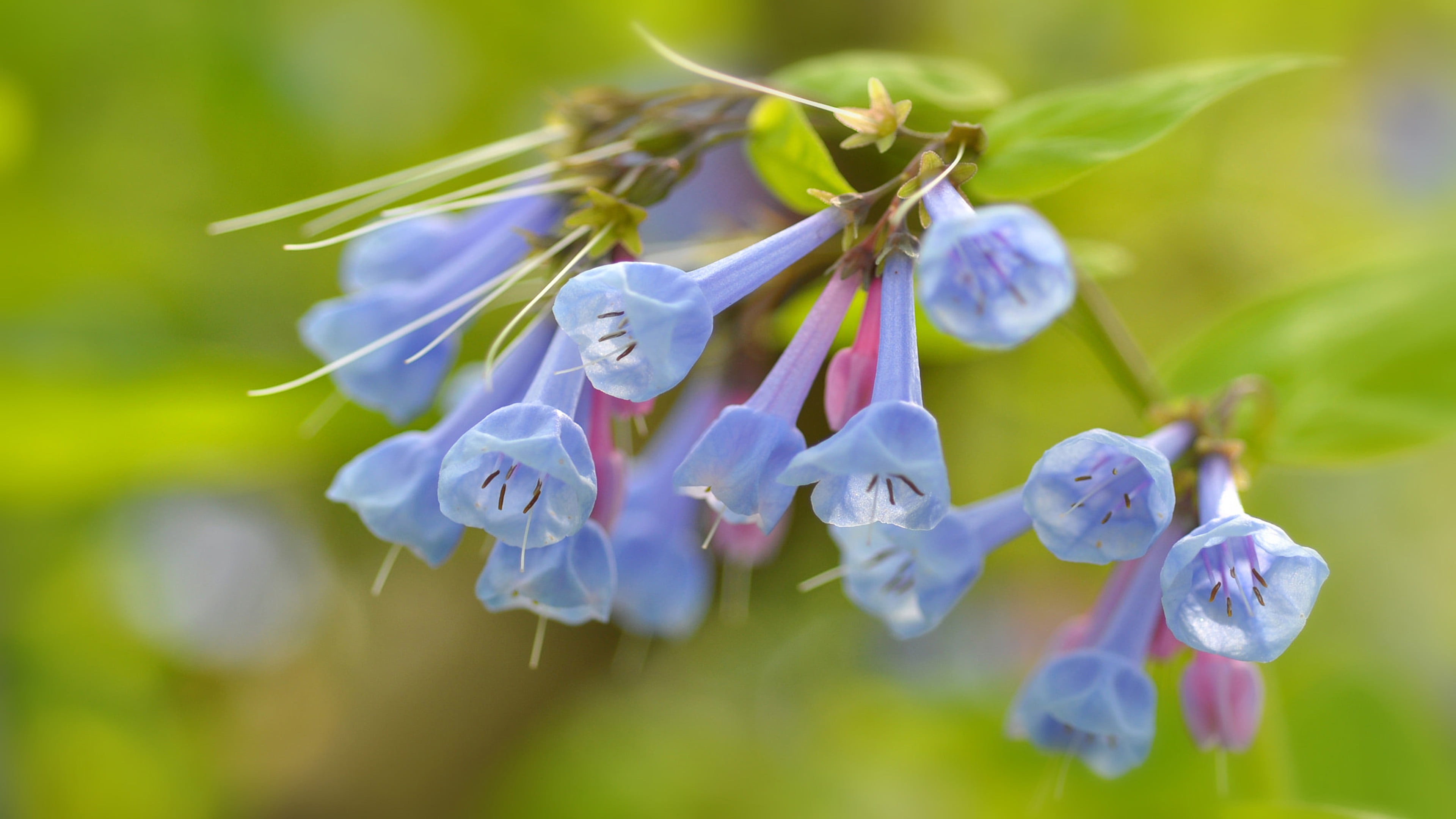 2. Enchanting Bluebell Plants: Add Azure Beauty To Your Landscape