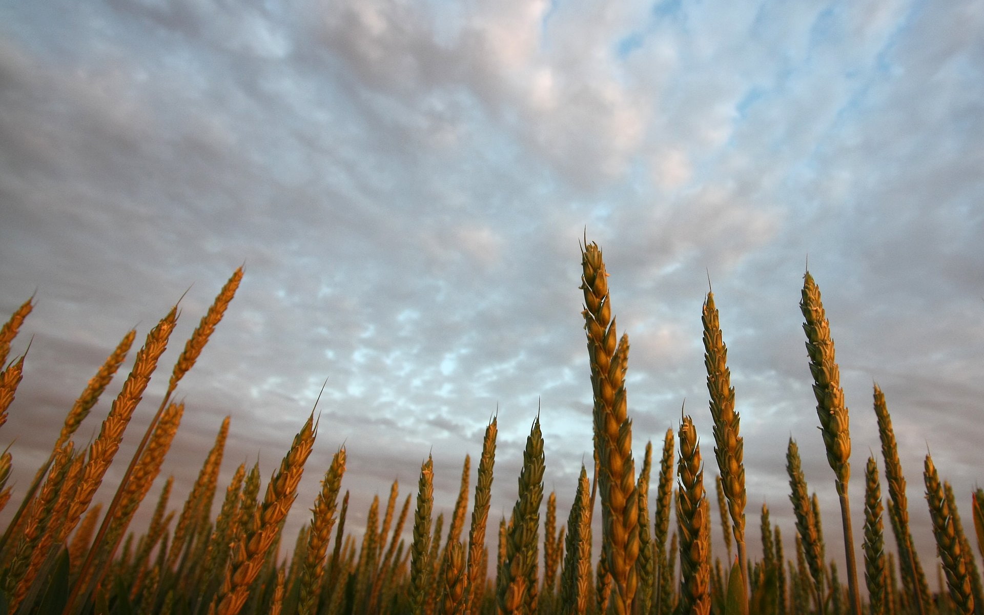 Free download | HD wallpaper: farms, wheat | Wallpaper Flare