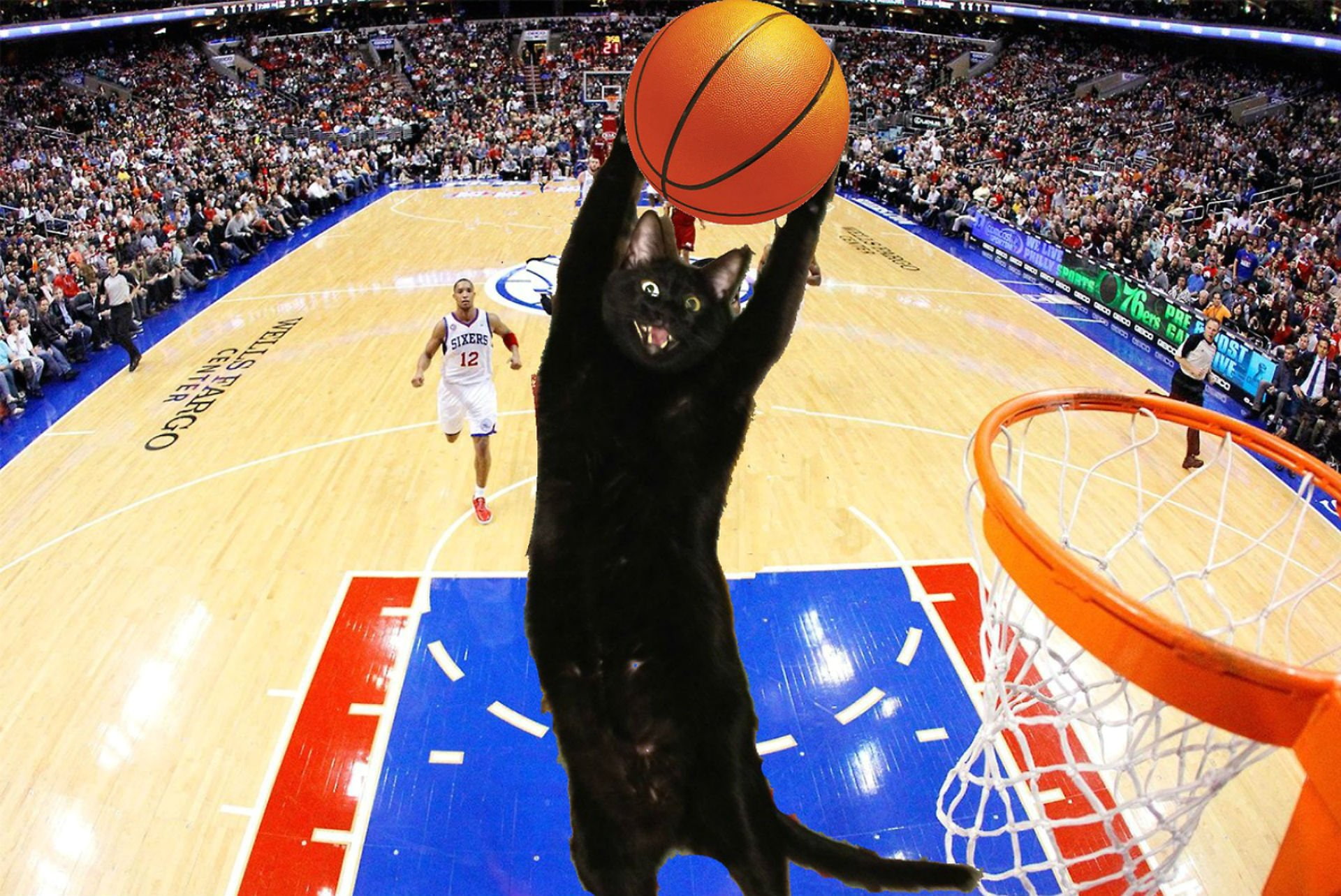 Basketball, cat, cats, funny, humor, Lol, sport, competition