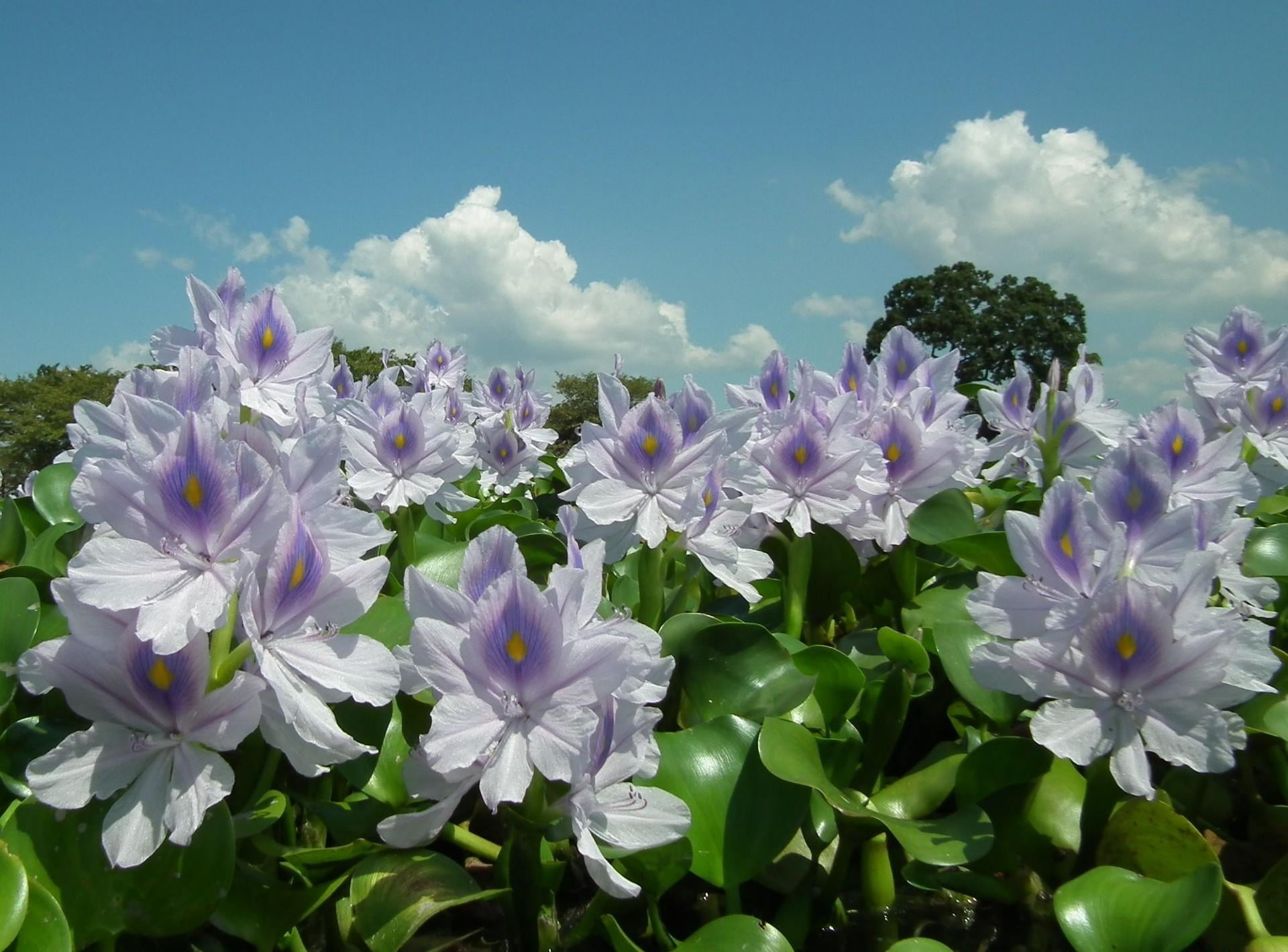 white-and-purple water hyacinths, flowers, sky, foliage, clouds