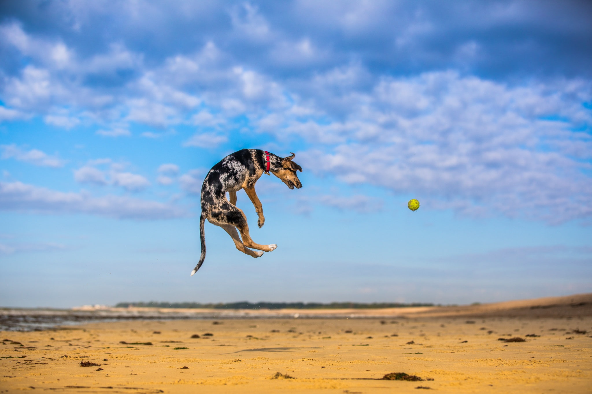 animals, balls, dog, Jumping, nature, sky, mid-air, land, motion