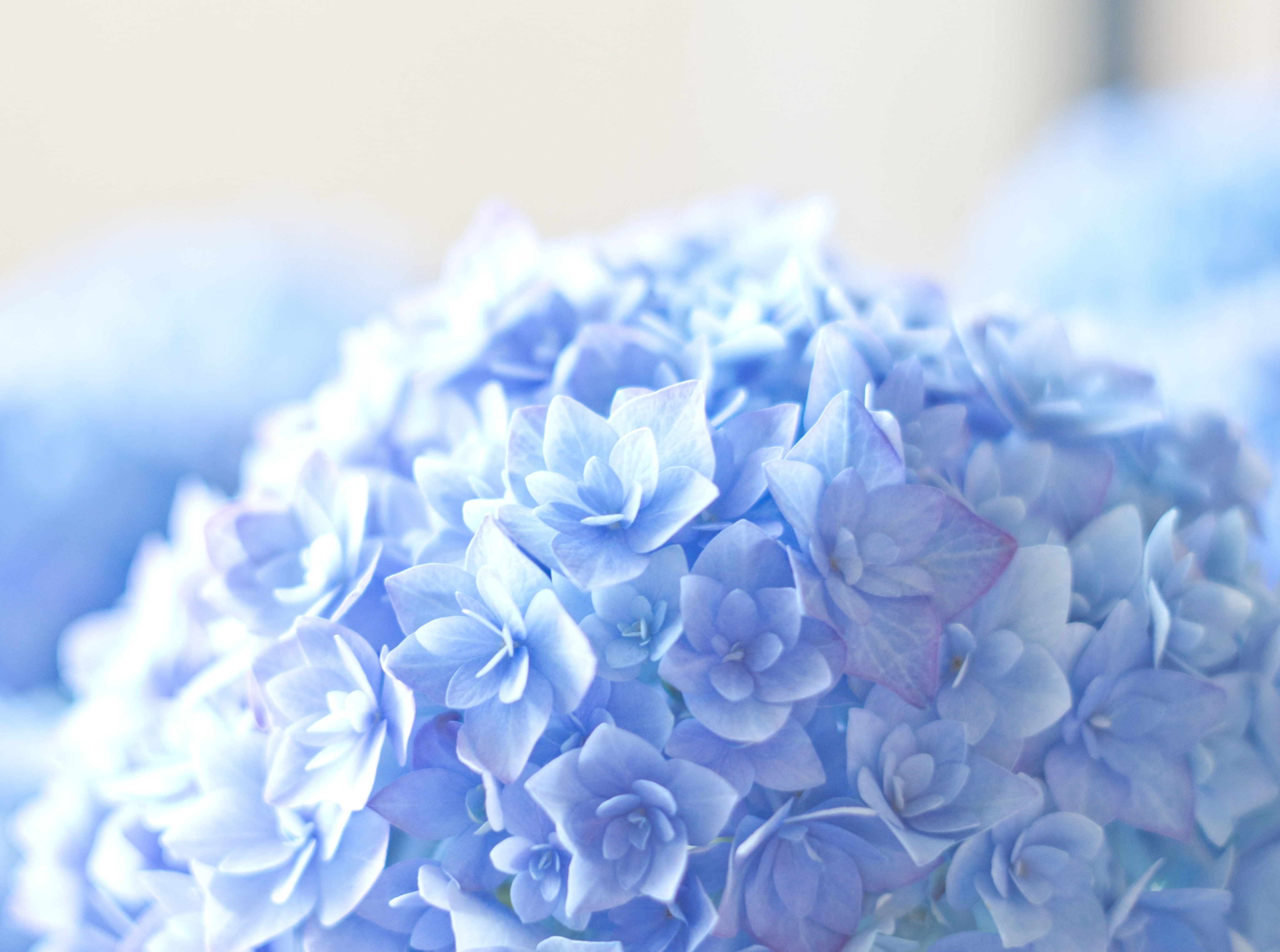 Blue Hortensia Flower HD Wallpaper, blue petaled flowers, Aero