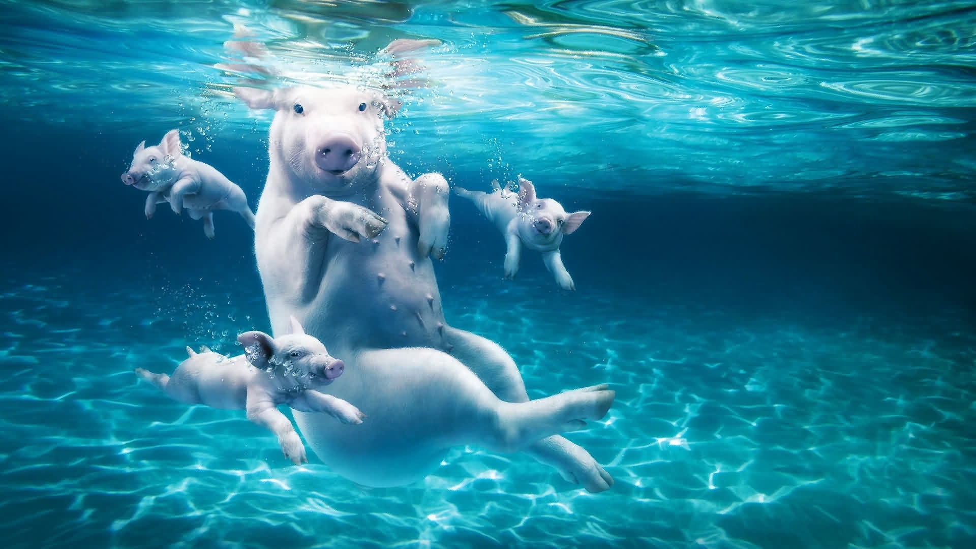 white pig and piglets, water, dive, young, swimming, underwater