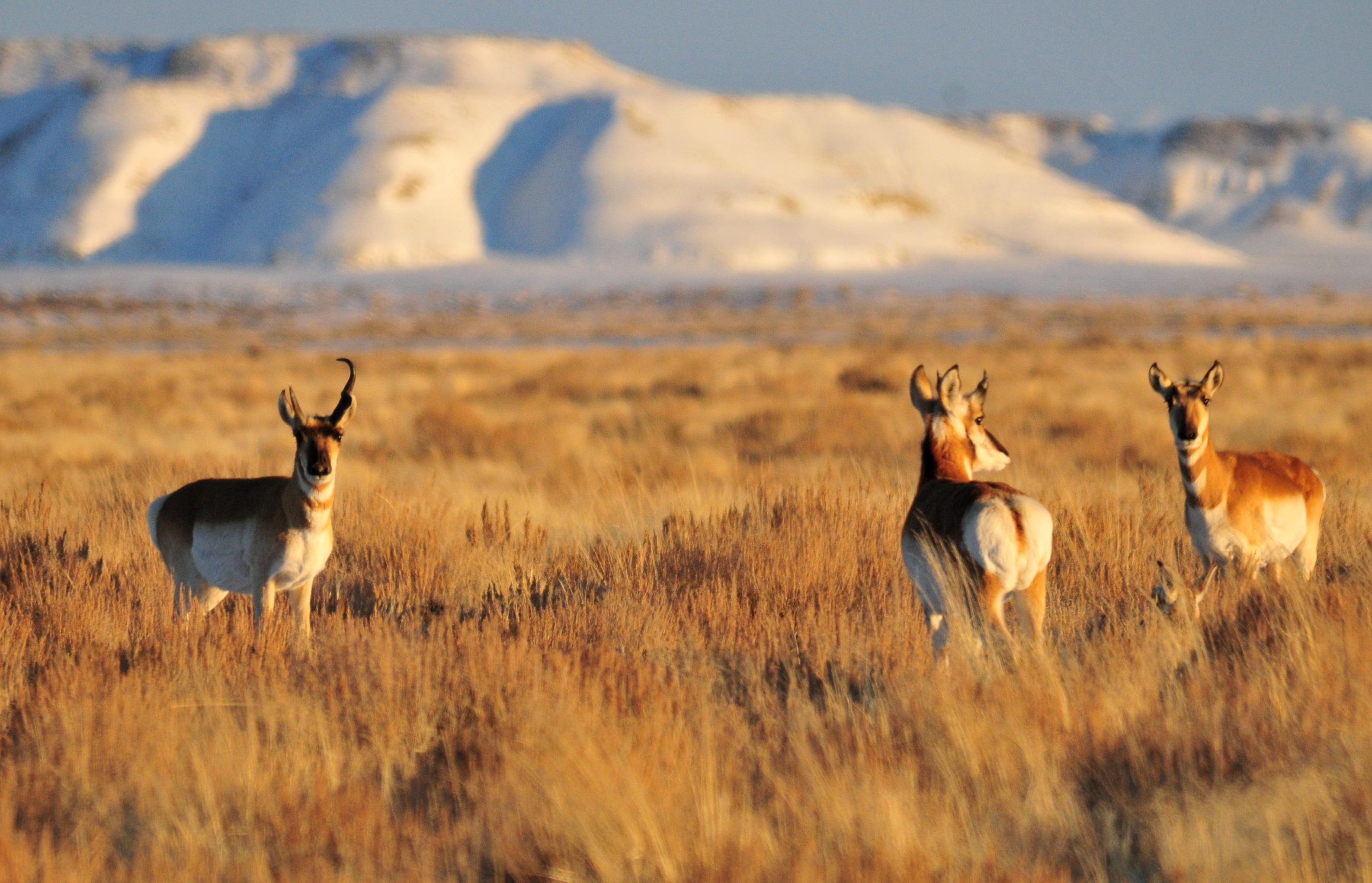 three deers standing on brown grass, Pronghorn, NWR, USFWS, Nature  Conservation
