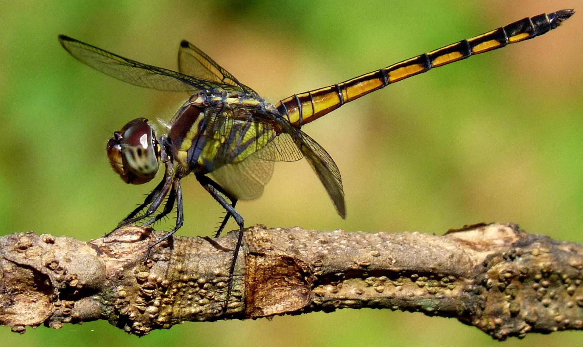 dragonfly
