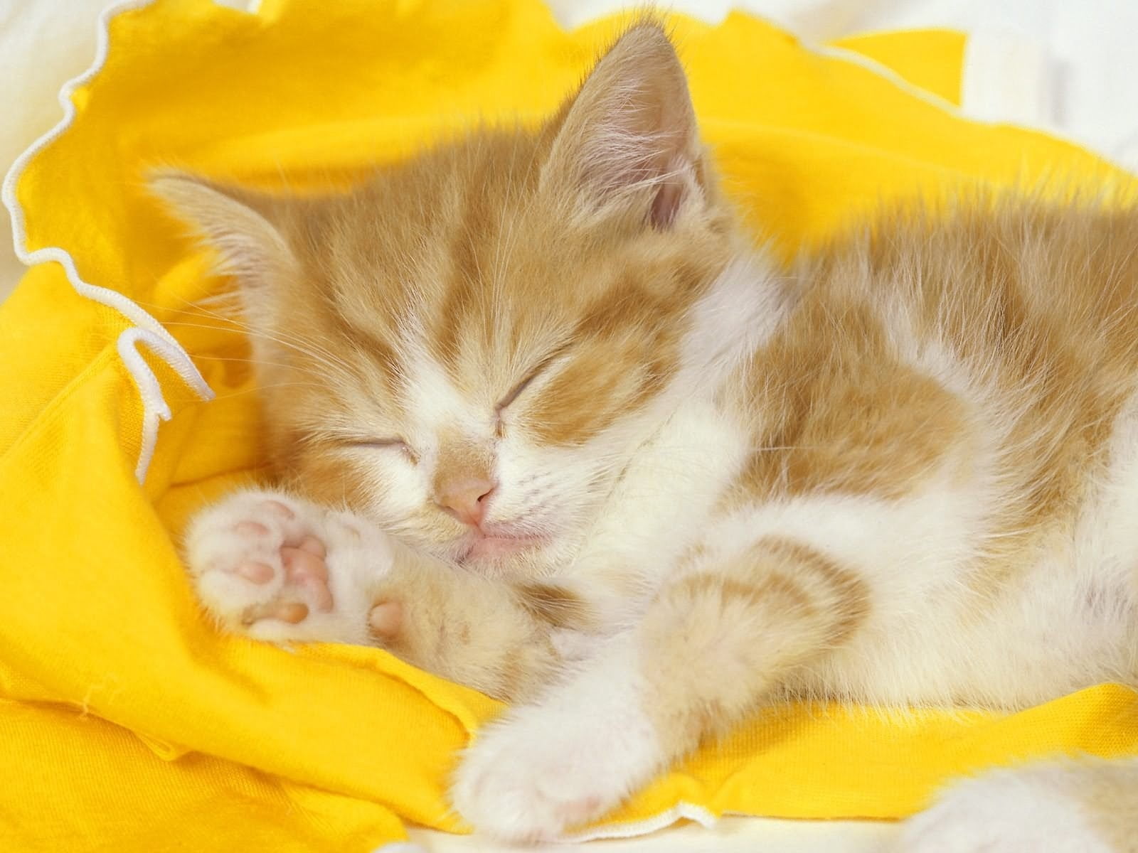 orange and white tabby cat, kitten, baby, sleep, cloth, domestic Cat
