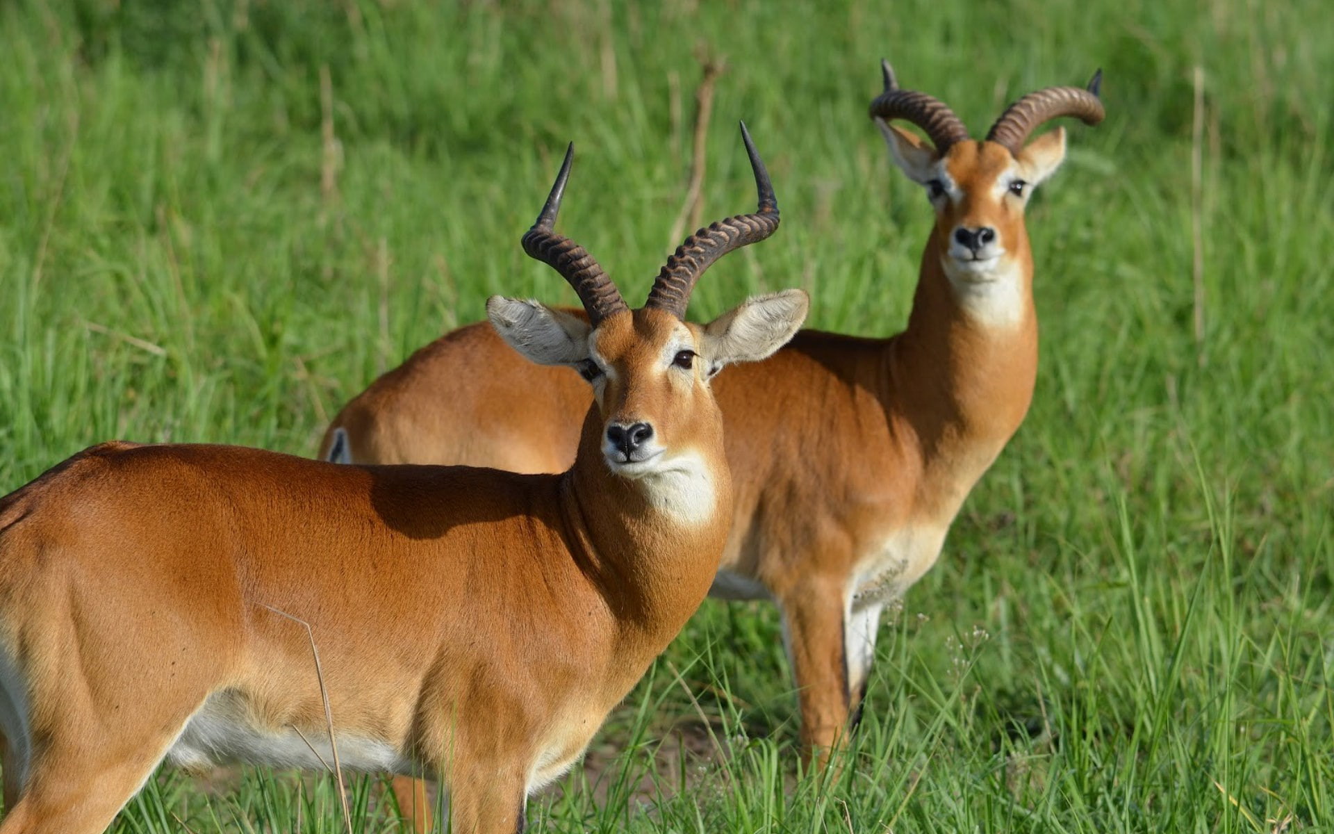 antelope