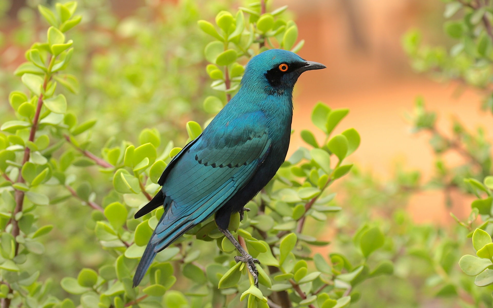 free-download-hd-wallpaper-blue-bird-in-the-bush-wallpaper-flare