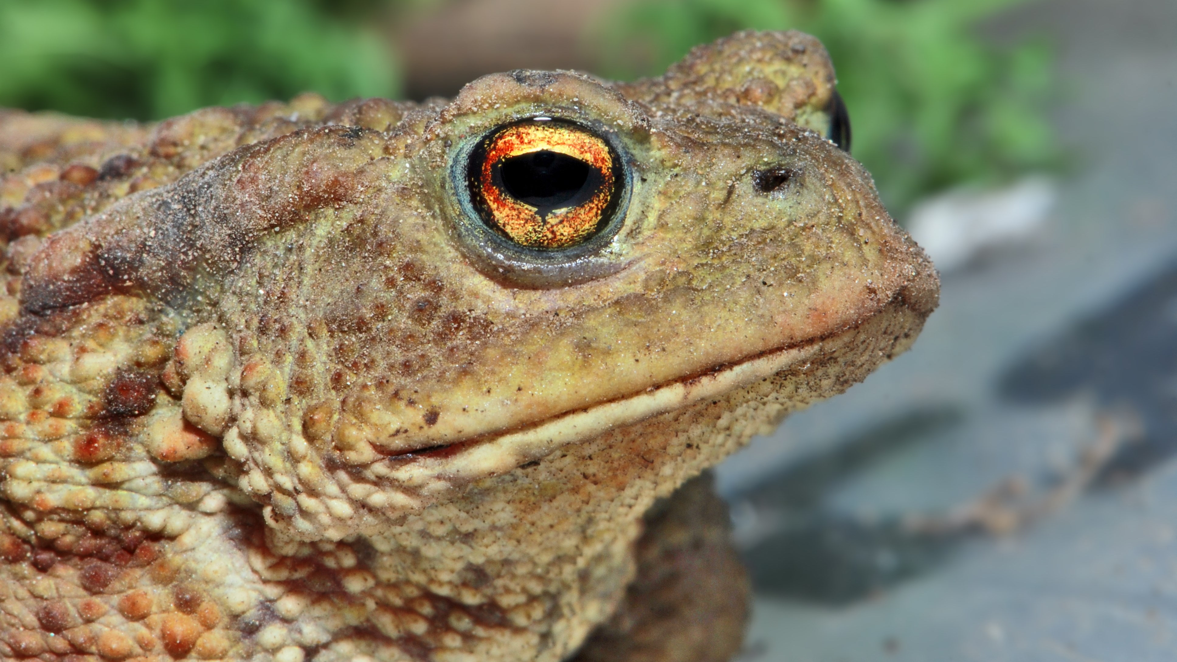 toad