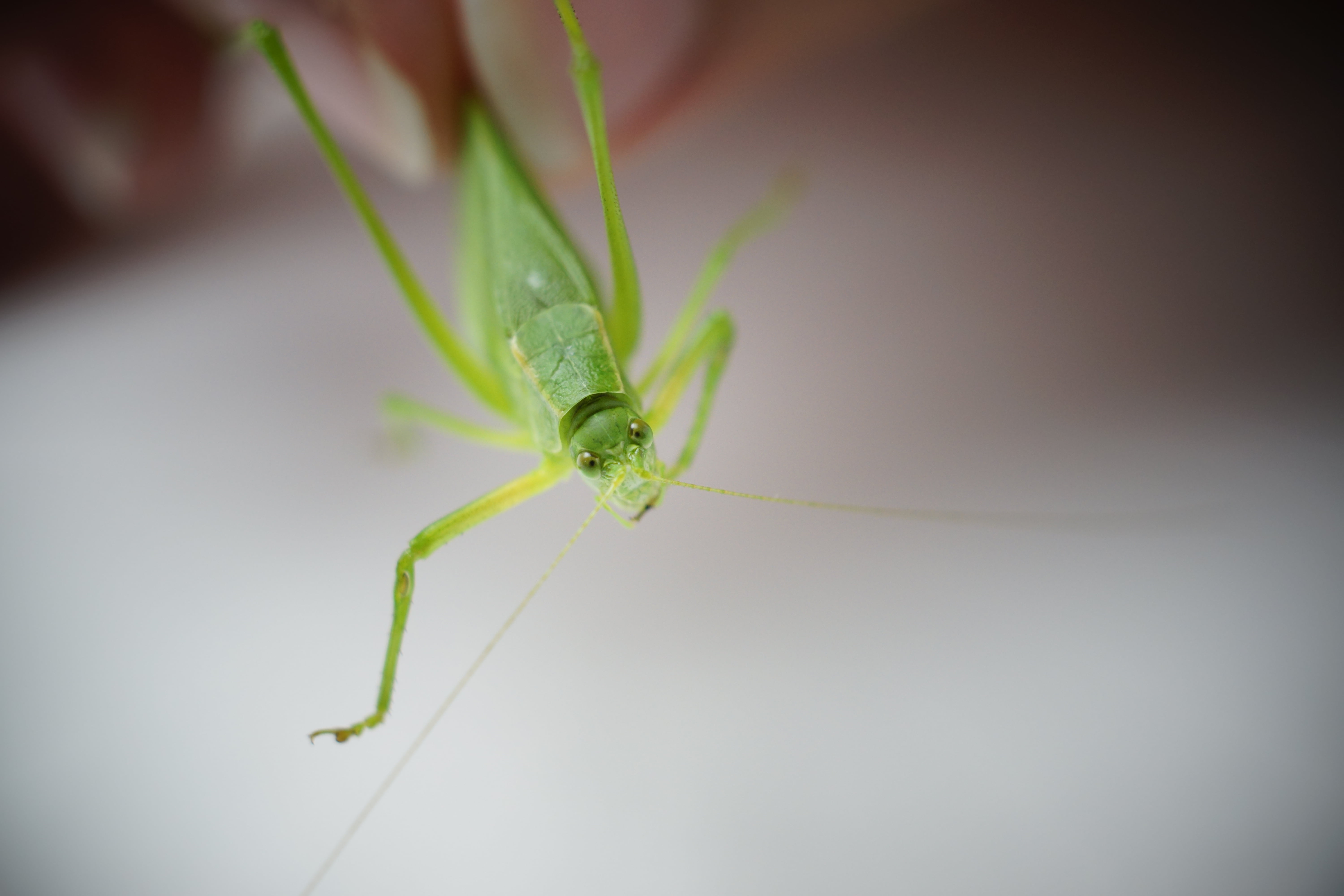 green Katydid in selective focus photography, Pictures, Insects