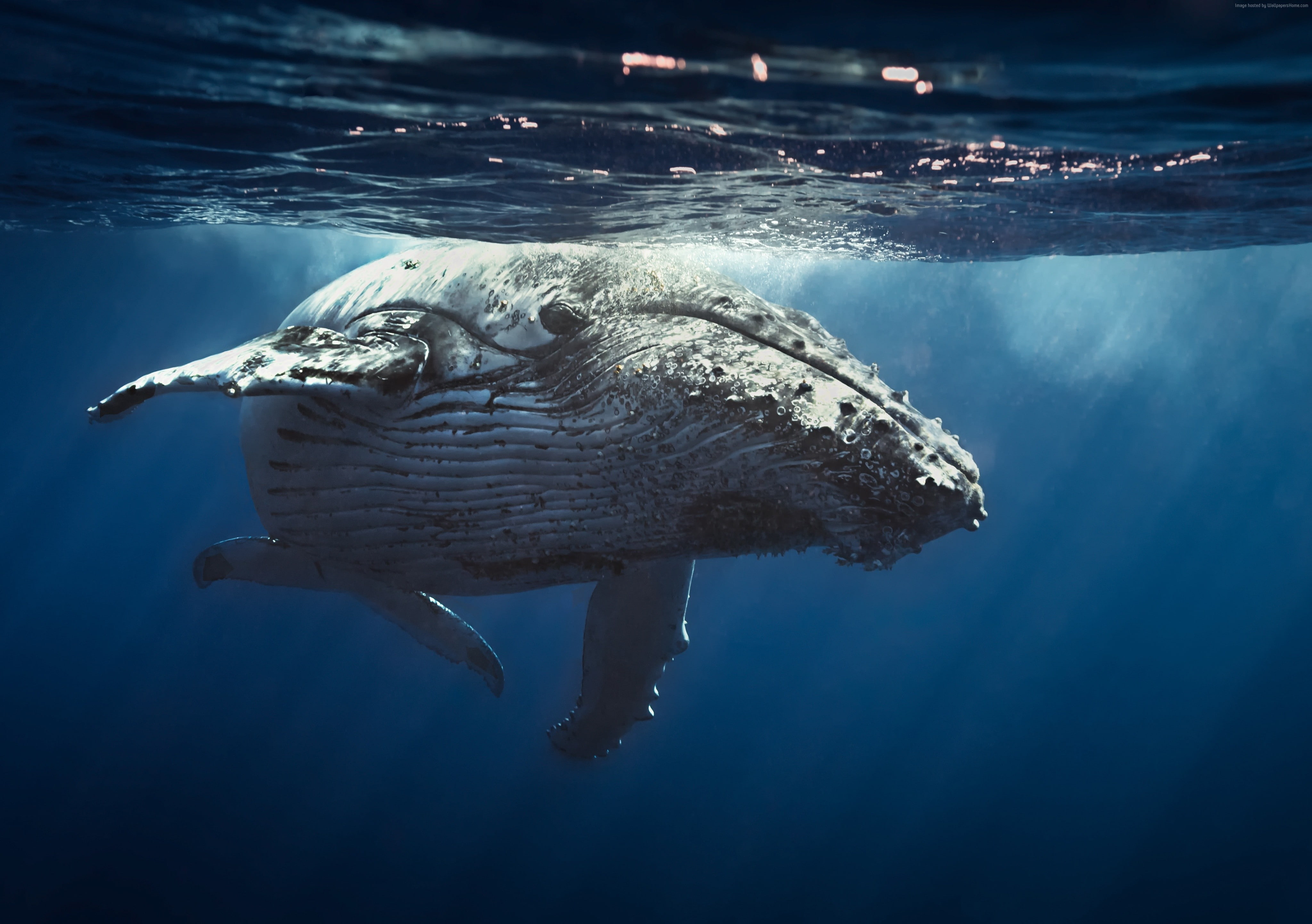 Whale, 4K, Underwater