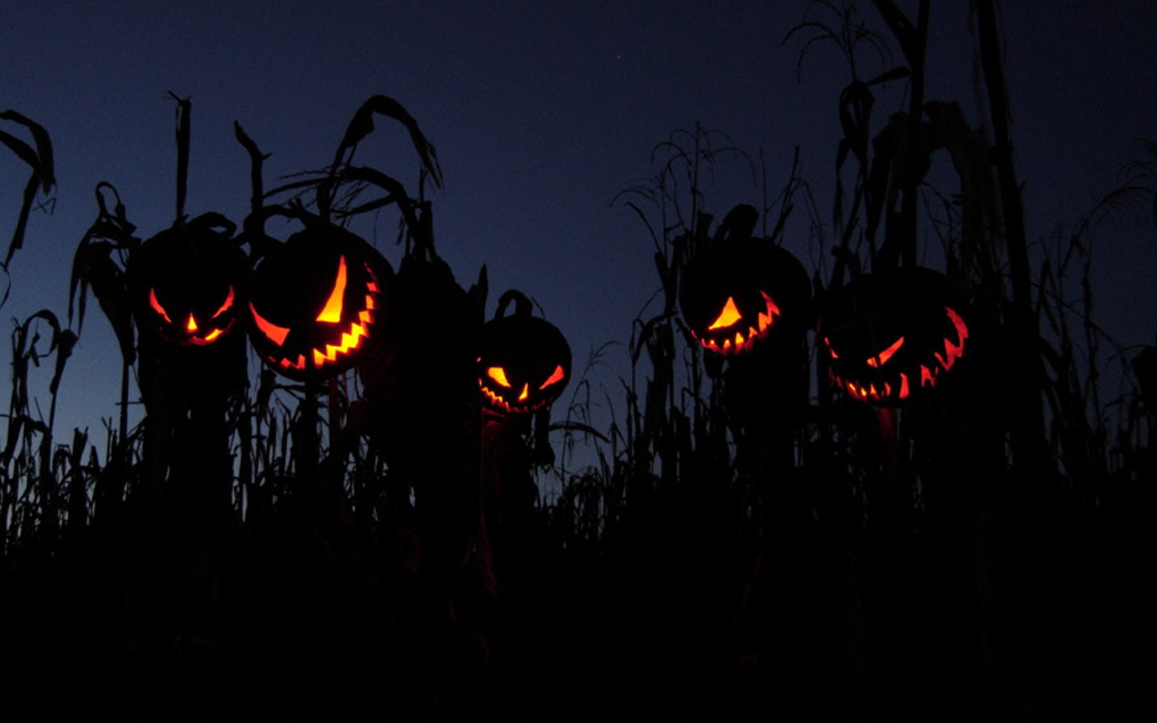 horror halloween fields pumpkins 1680x1050  Nature Fields HD Art