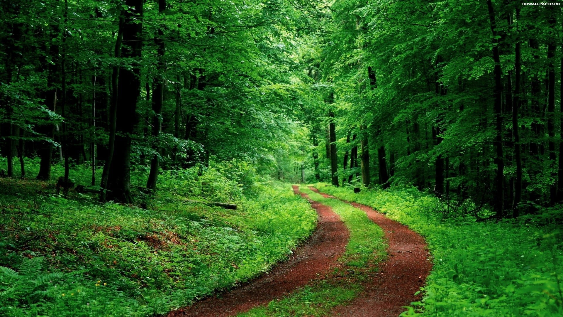 field of trees, nature, road, green, plant, forest, green color