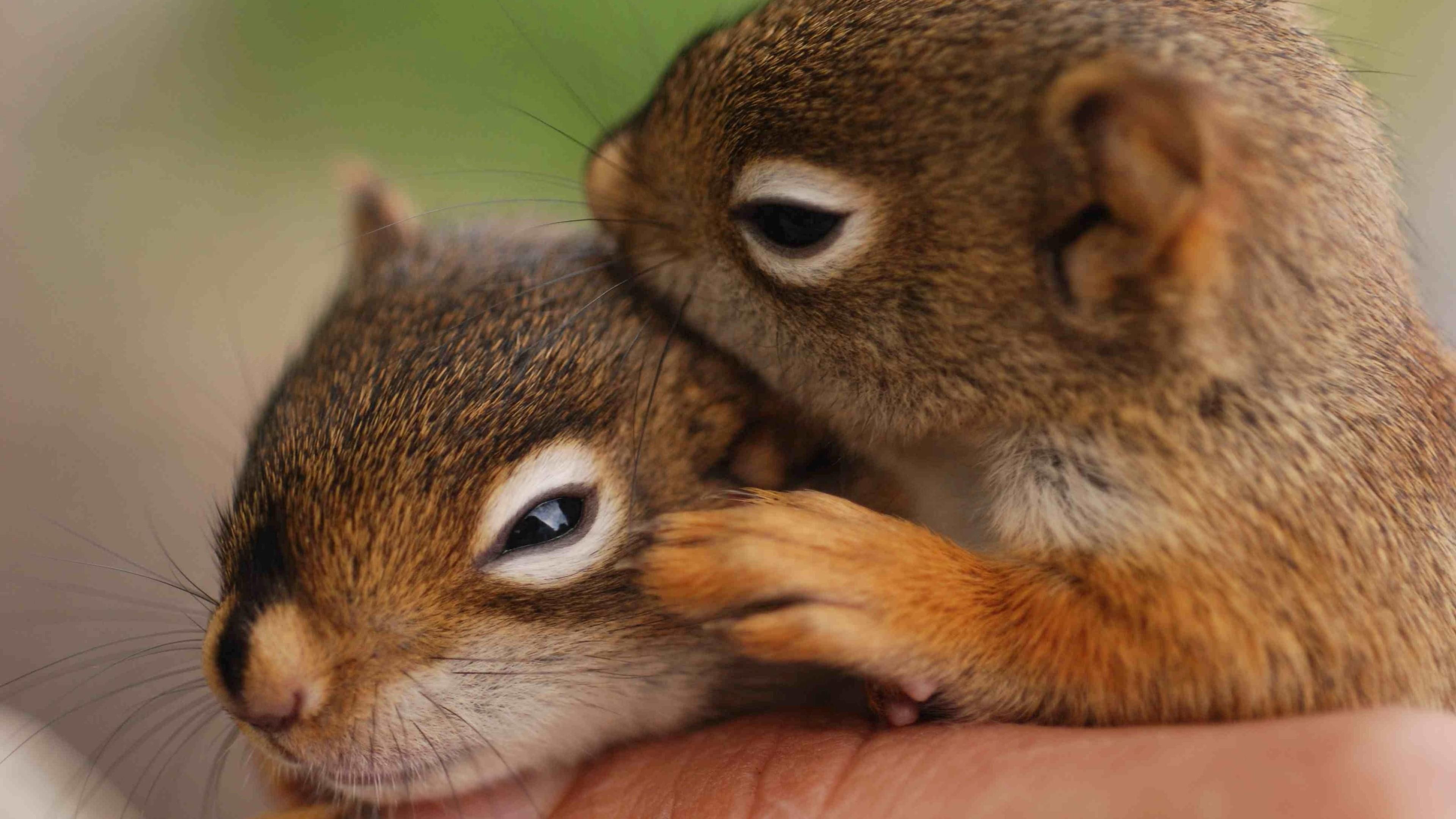 cute, baby, squirrel, squirrels