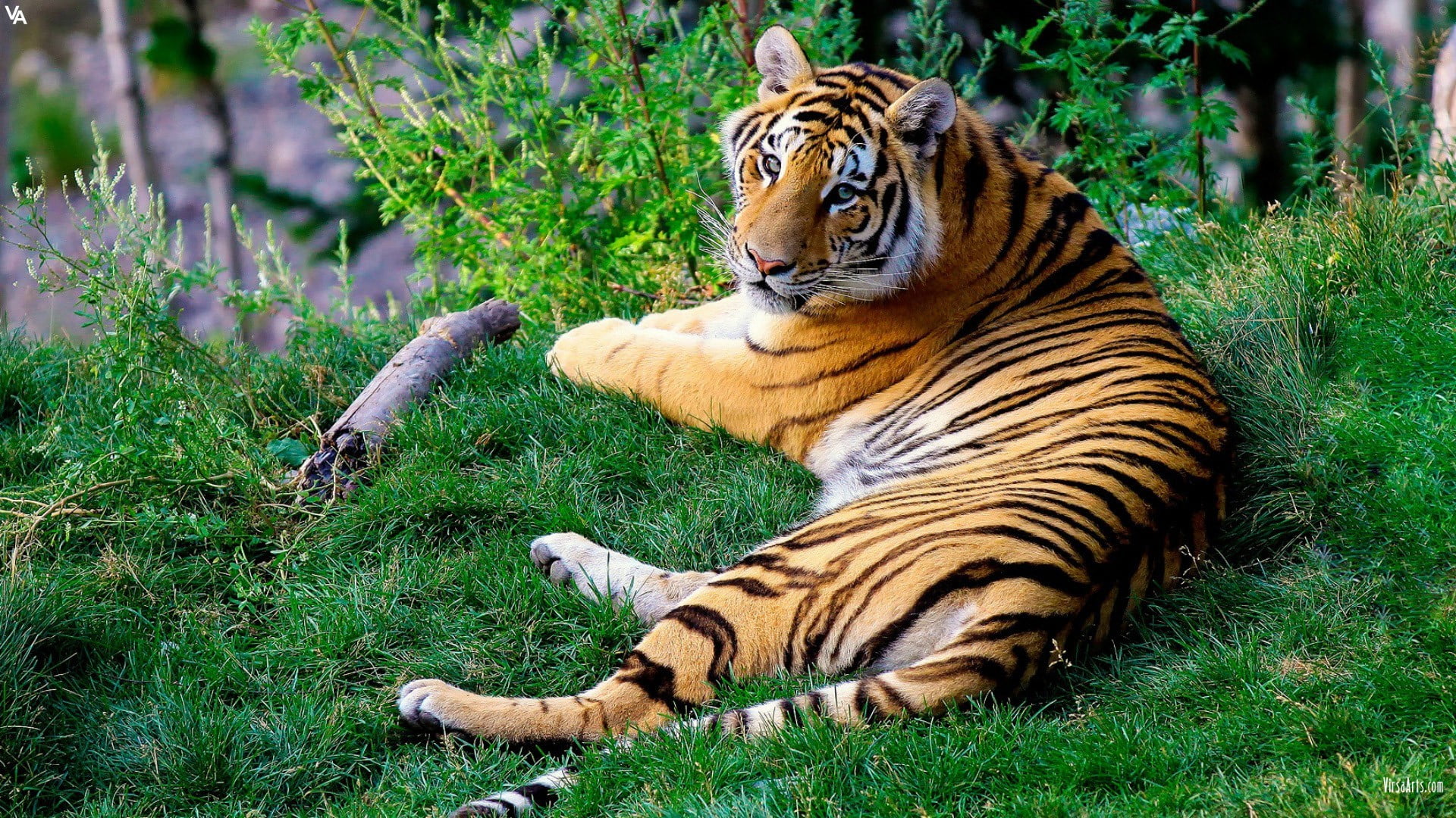 tiger, cat, animals, feline, animal themes, mammal, animal wildlife