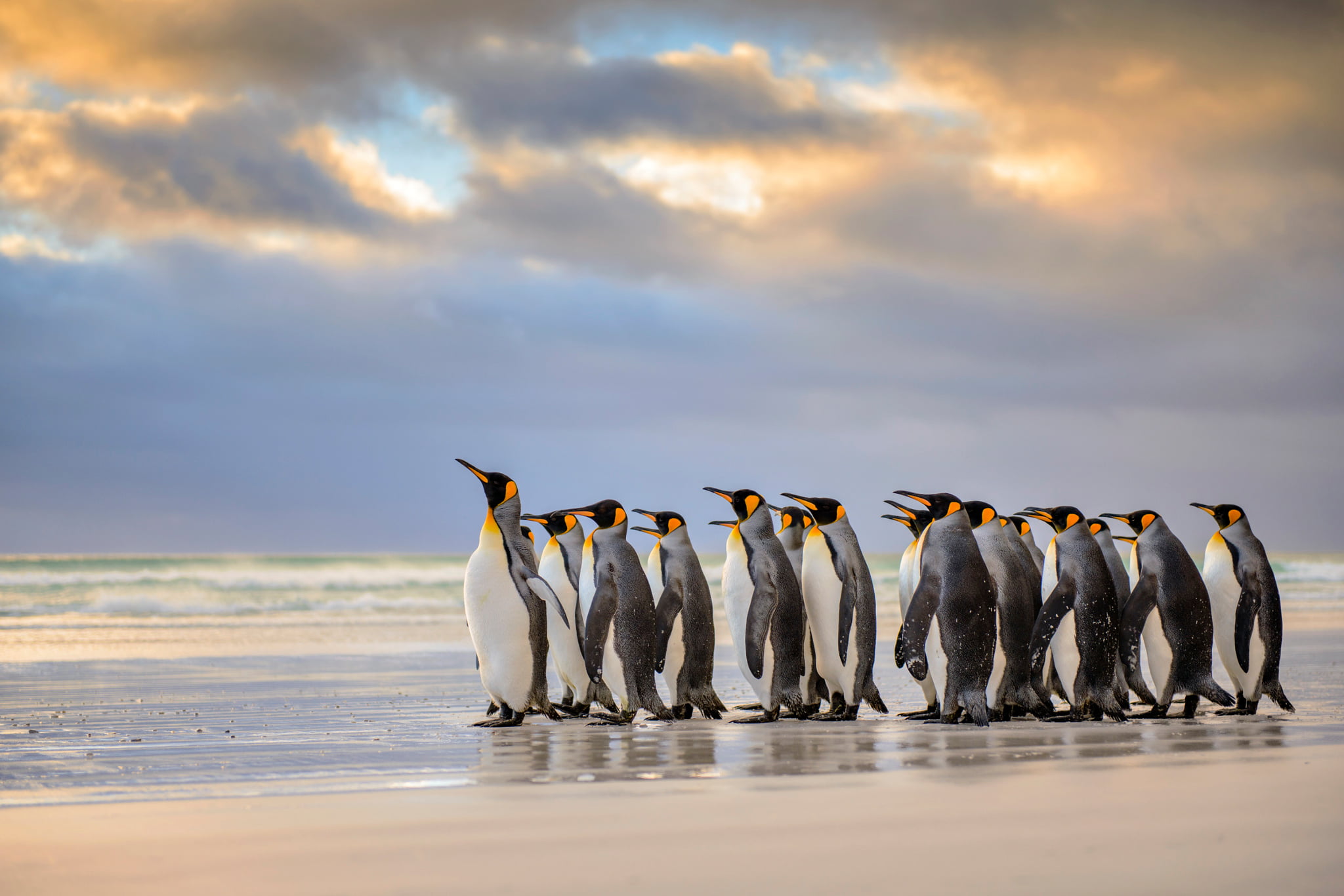 emperor penguins, beach, The Atlantic ocean, Royal penguins, Falkland Islands