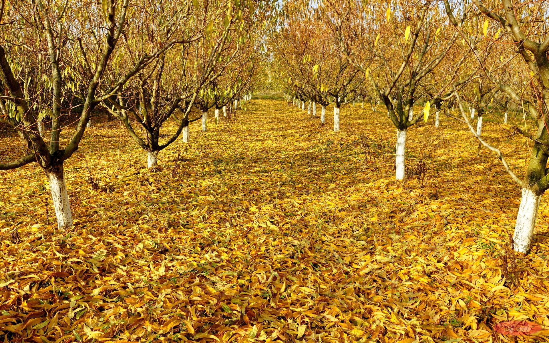 Autumn Orchard, trees, orchards, nature, fall, nature and landscapes