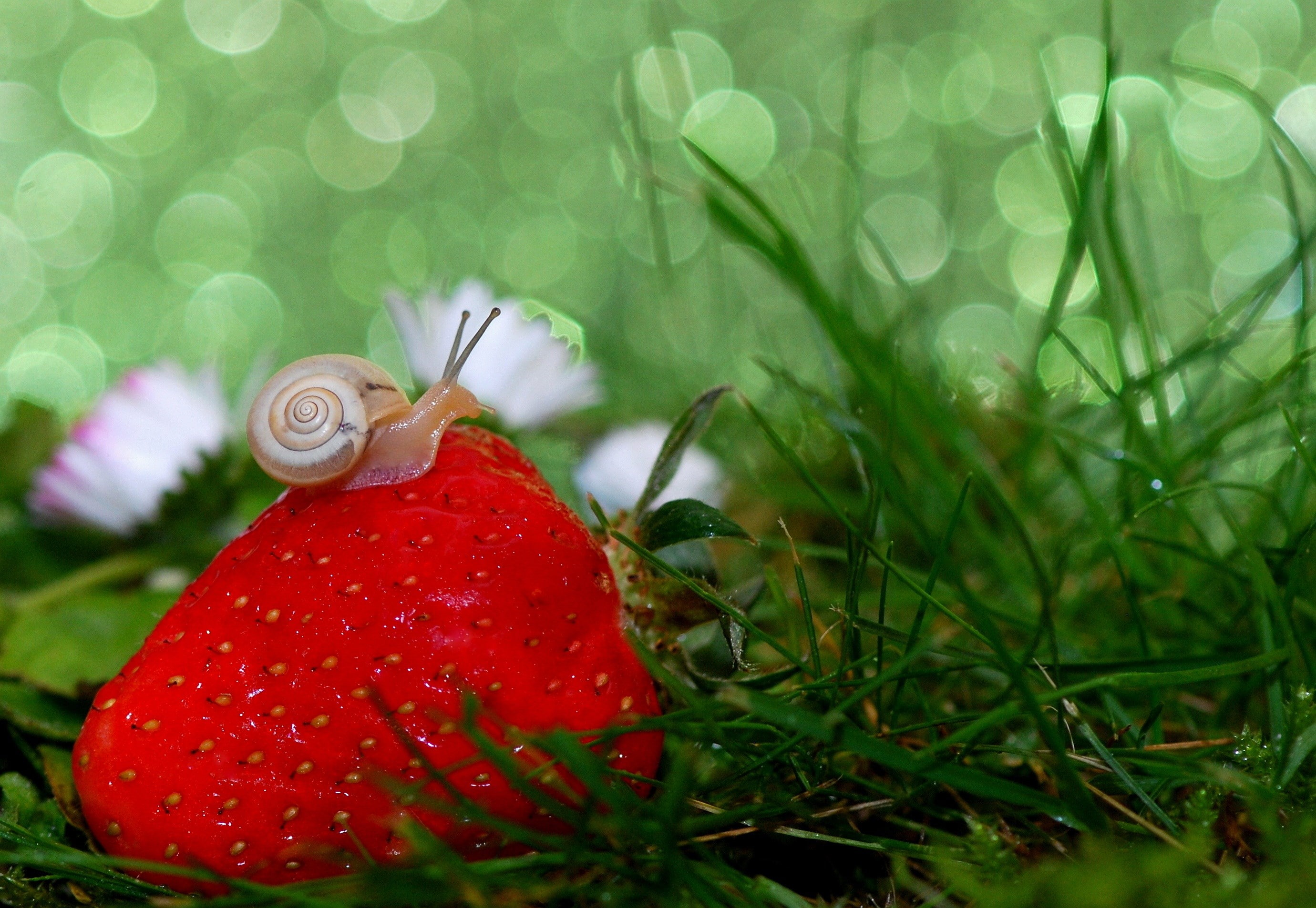 snail