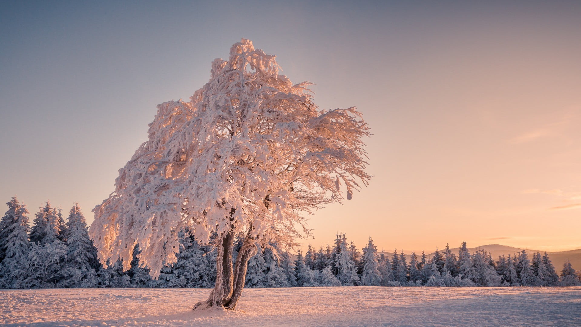 white and brown tree, trees, winter, snow, landscape, mountains