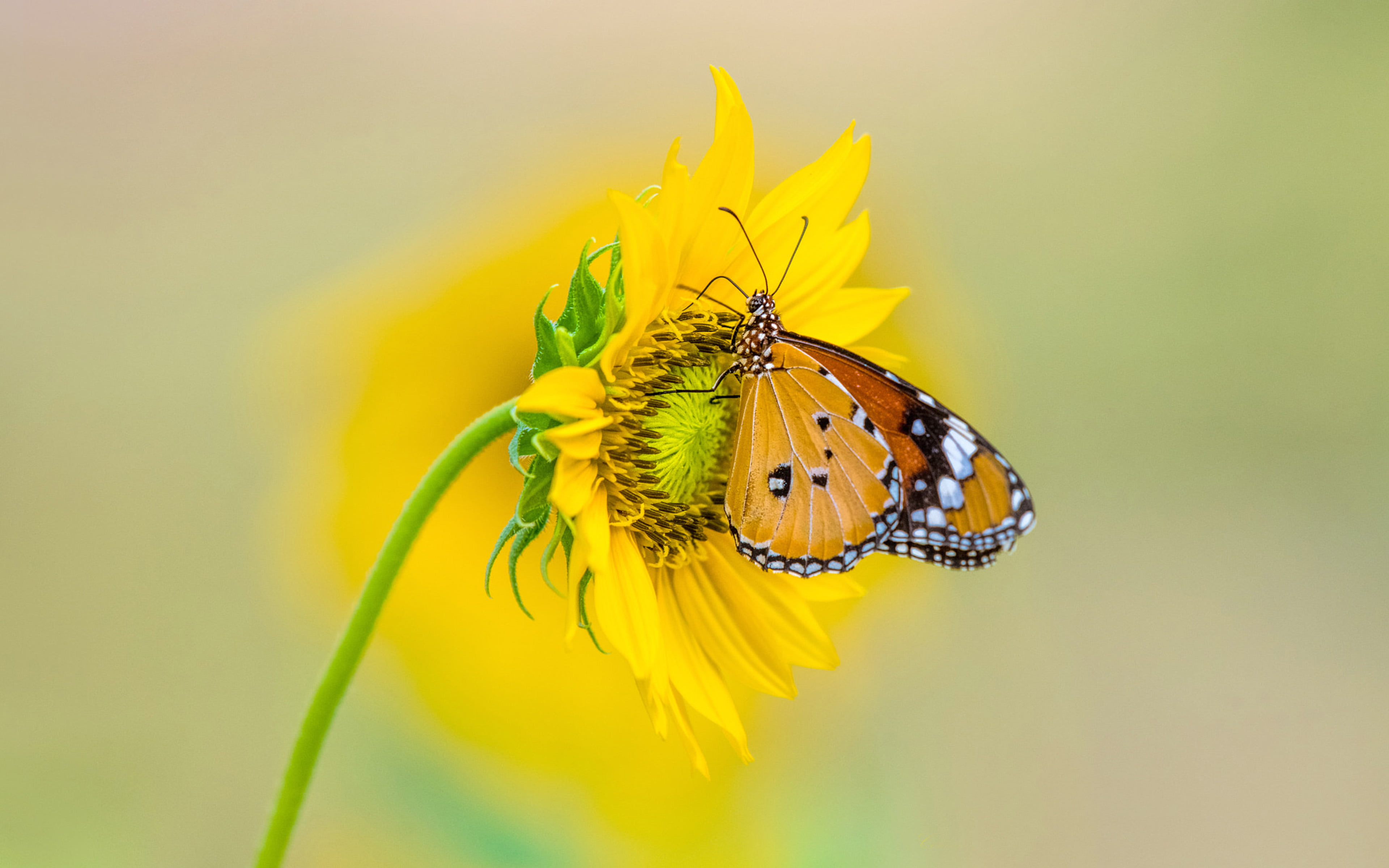 Insect Tiger Butterfly On Yellow Color From Sunflower 4k Ultra Hd Tv Wallpaper For Desktop Laptop Tablet And Mobile Phones 3840×2400