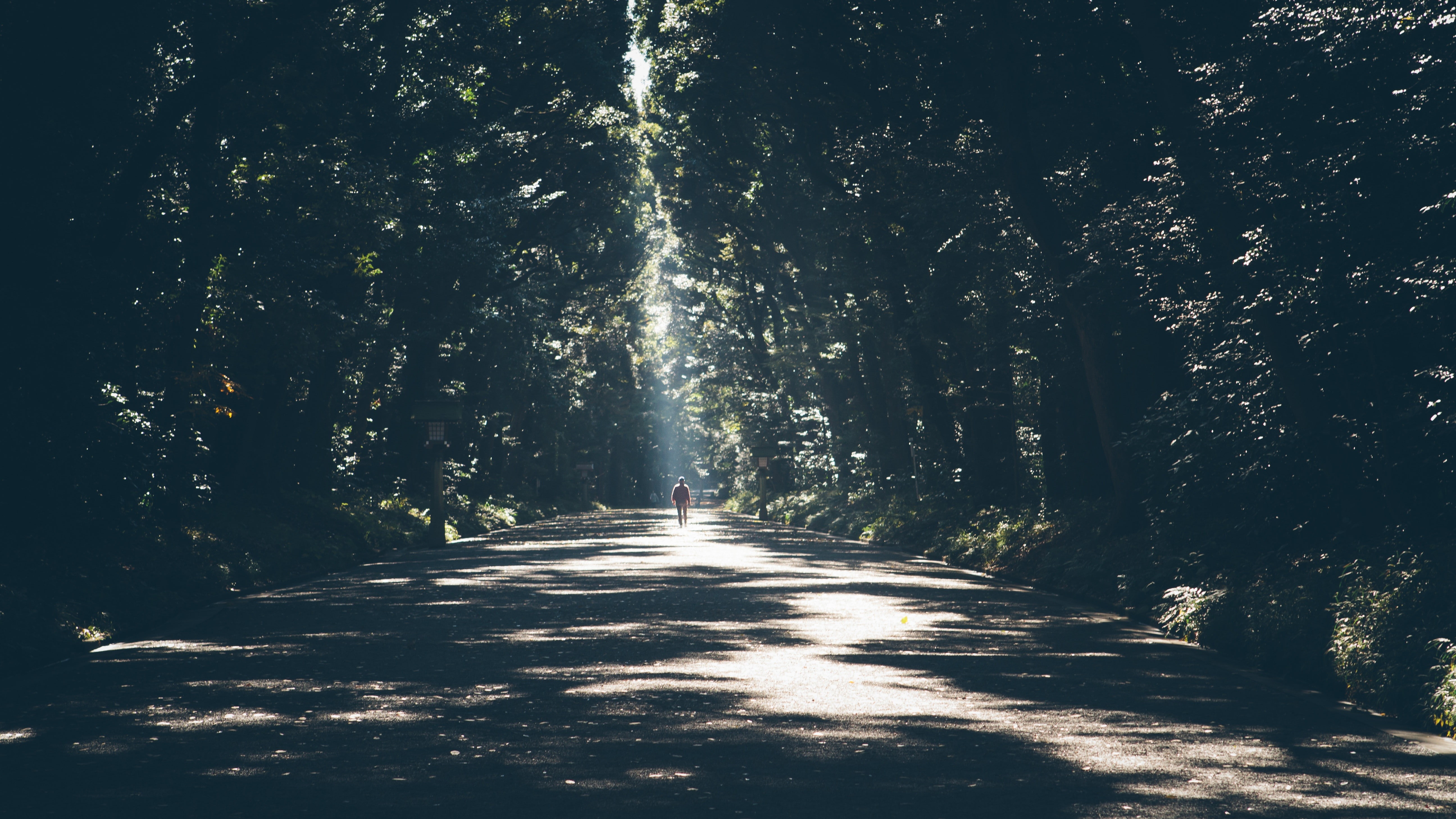 trees, sun rays