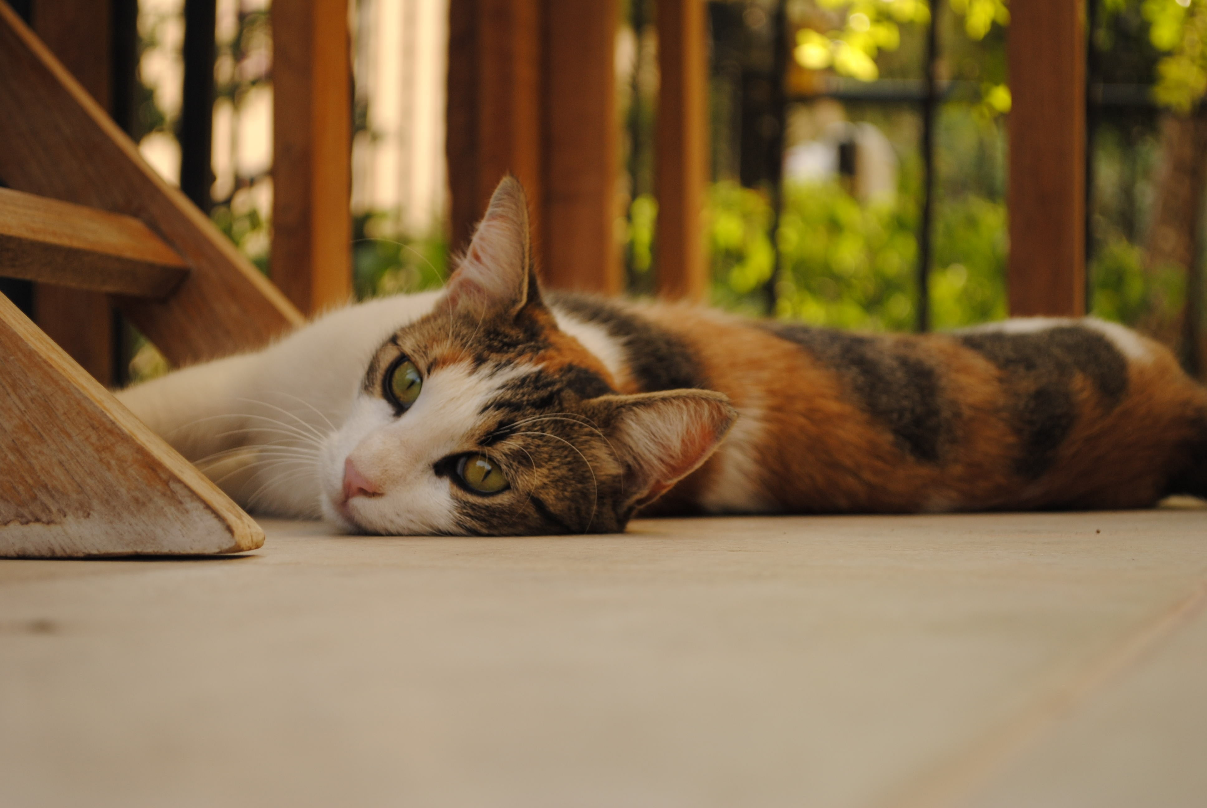 calico cat, lying, plain, good, pets, domestic Cat, animal, cute