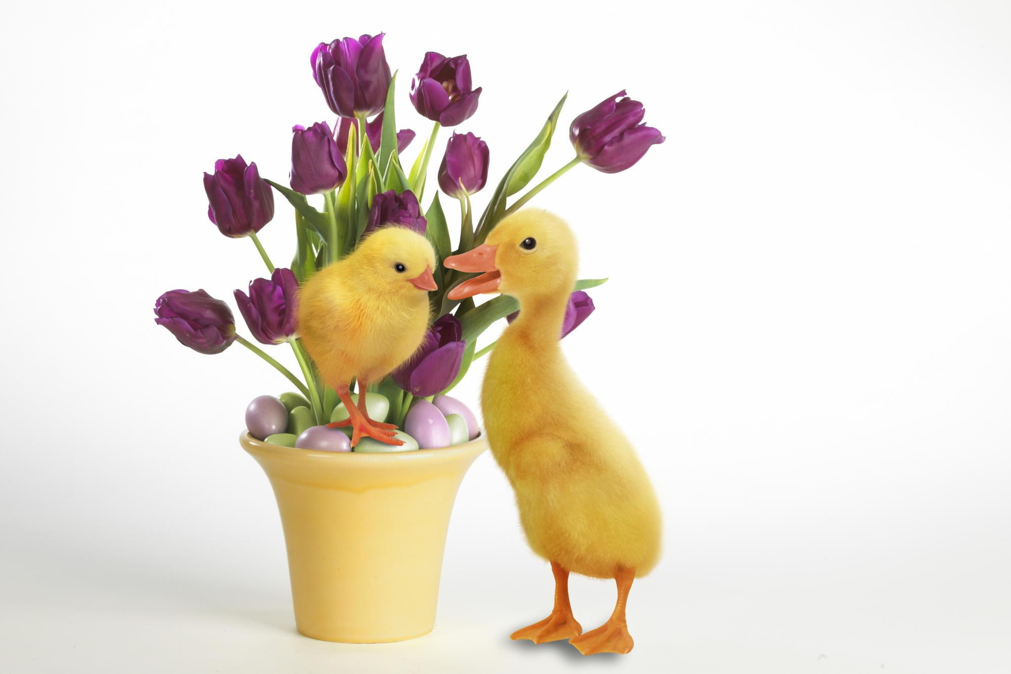 Easter Quackers, flowers