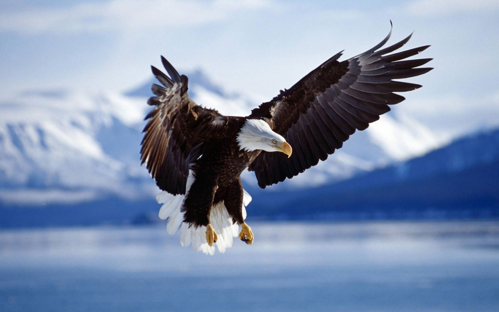 bald eagle