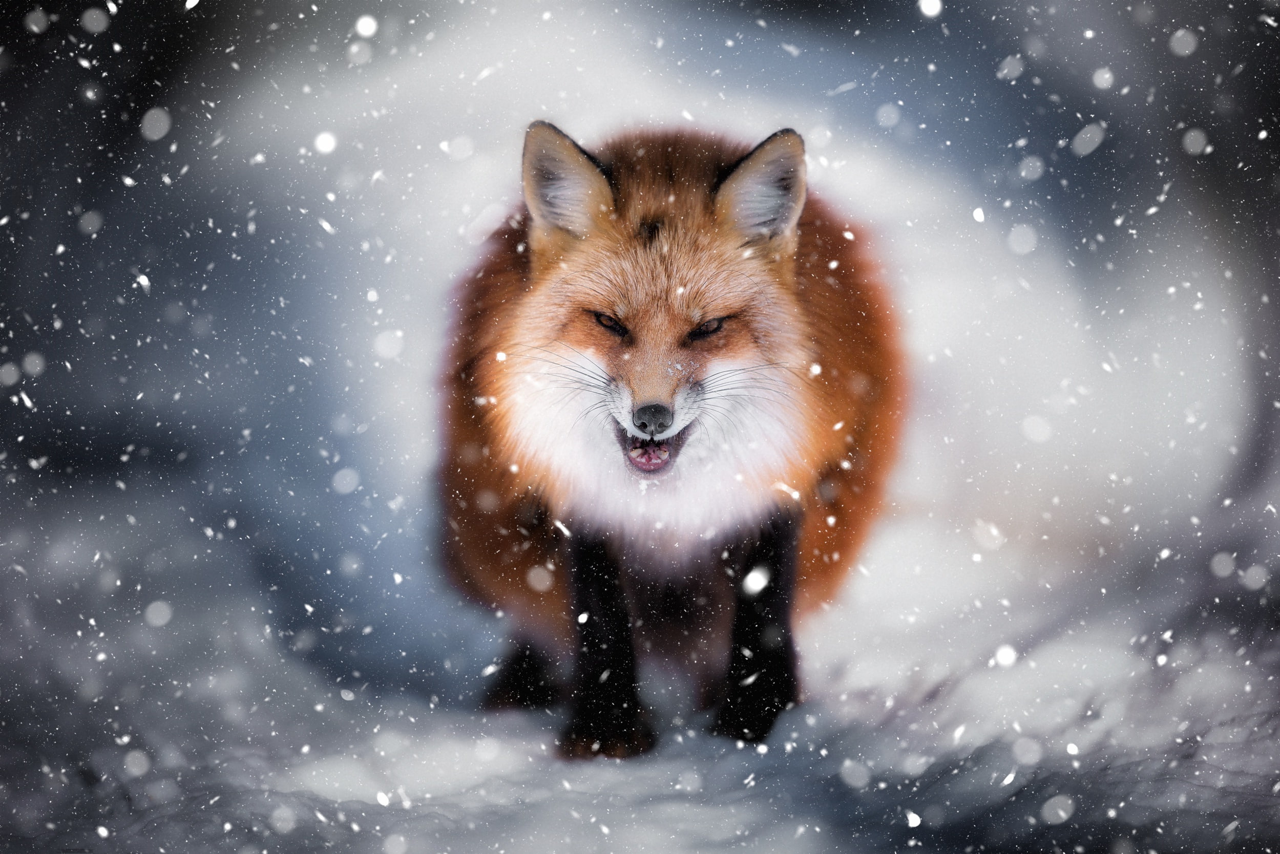 winter, face, snow, Fox, evil Fox