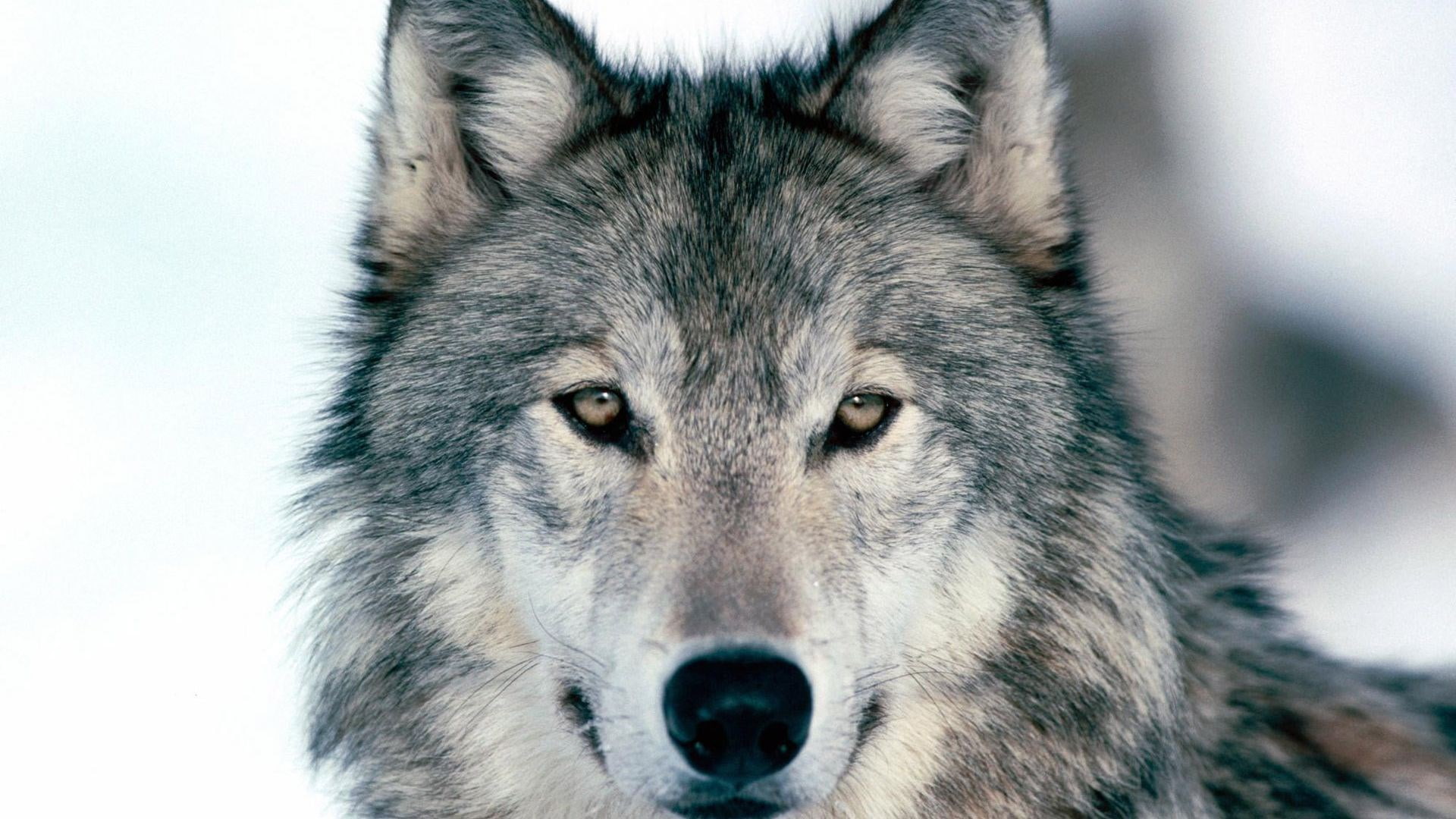 wolf