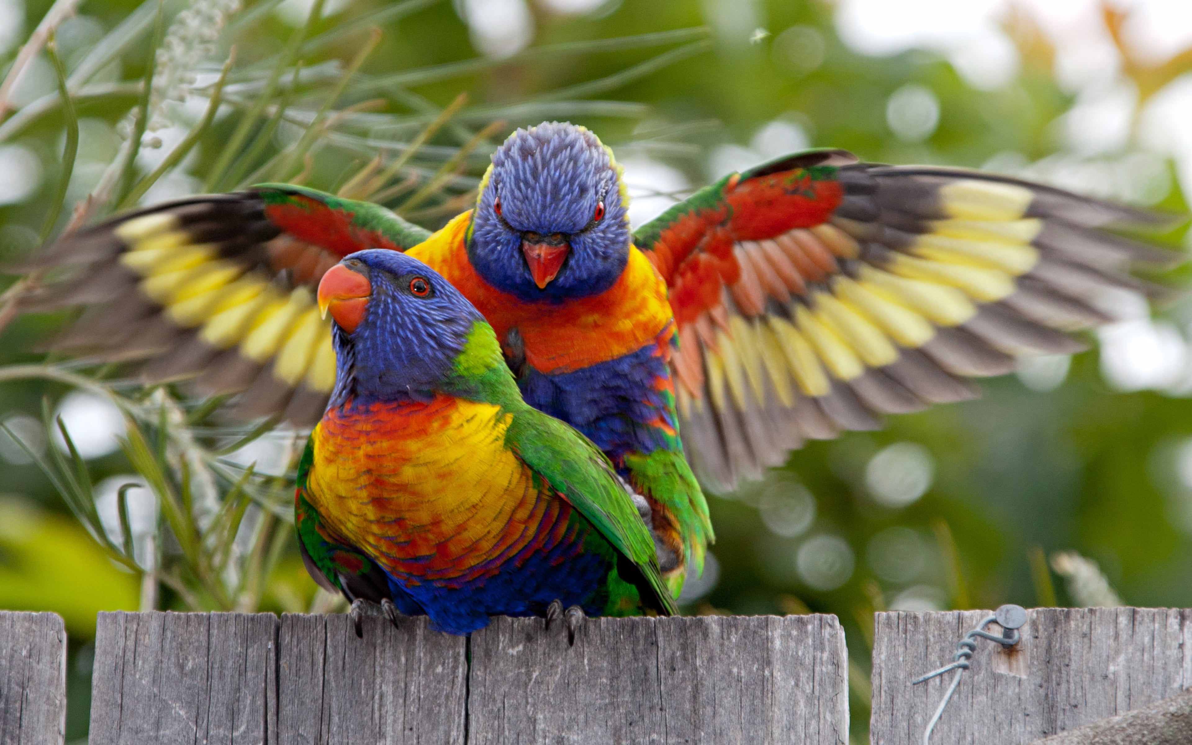 Rainbow Lorikeets Walpaper Hd, parrot, multi colored, animal themes