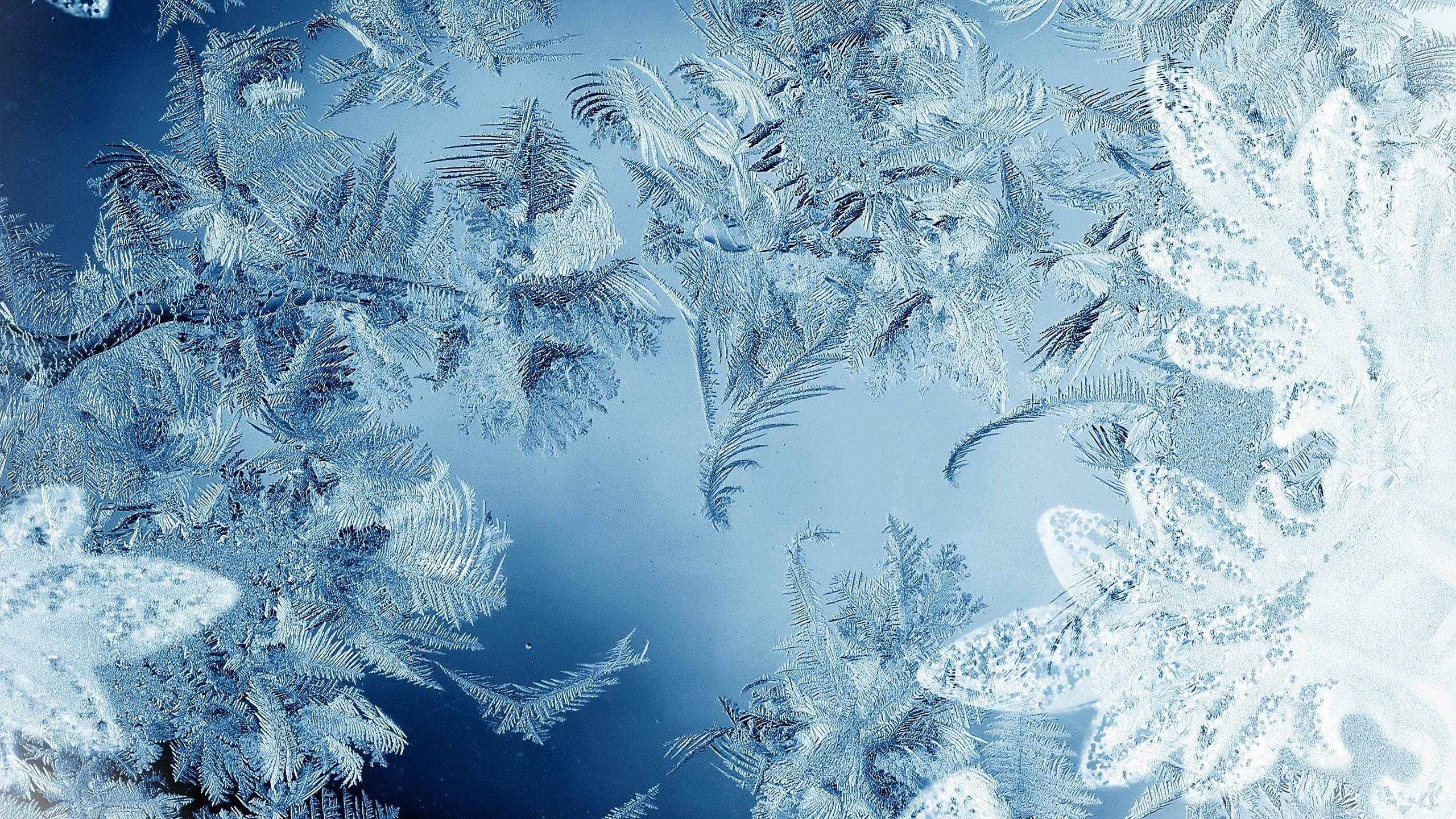 hd picture of frosted glass, cold temperature, winter, snow
