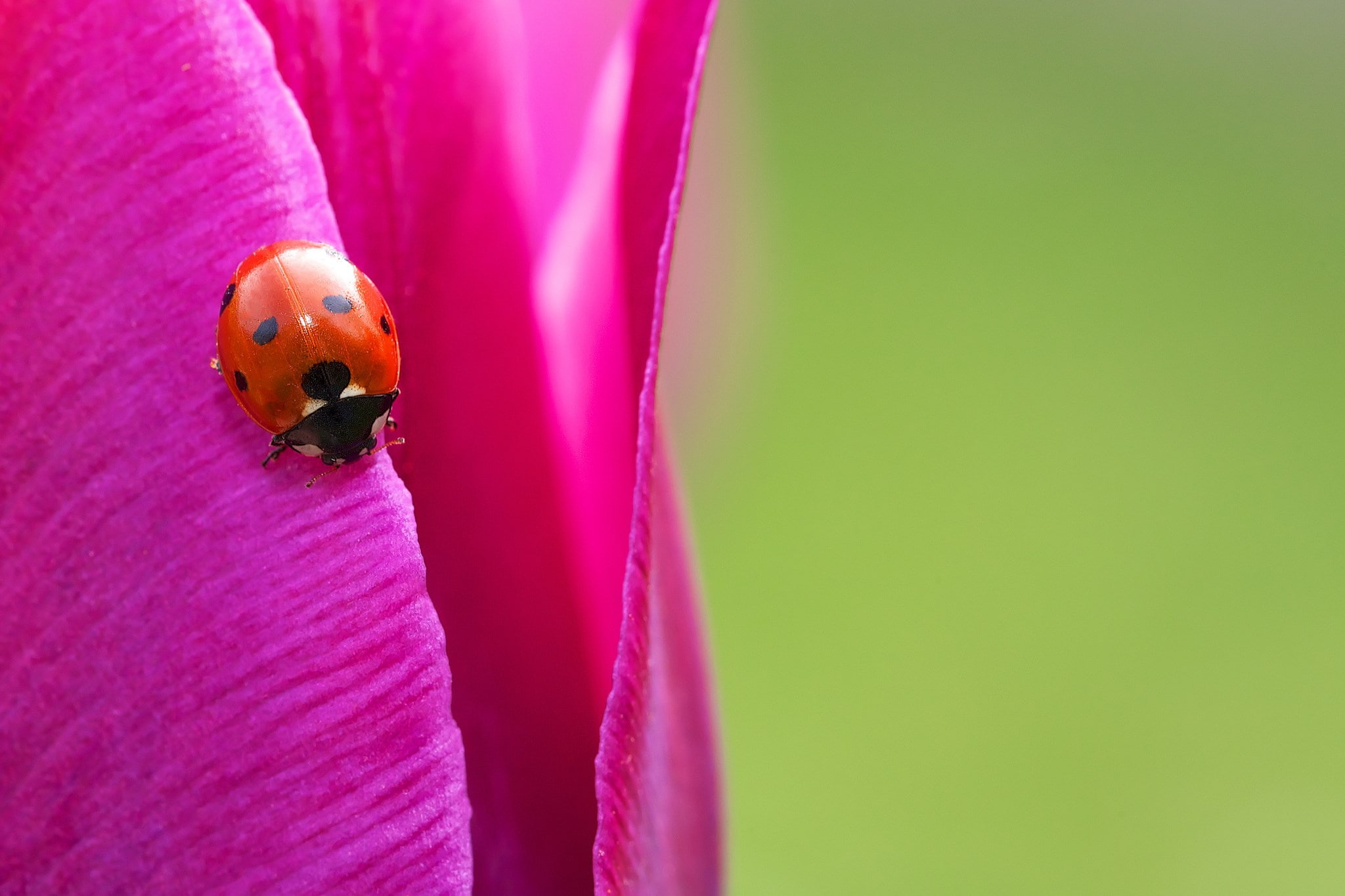 ladybug