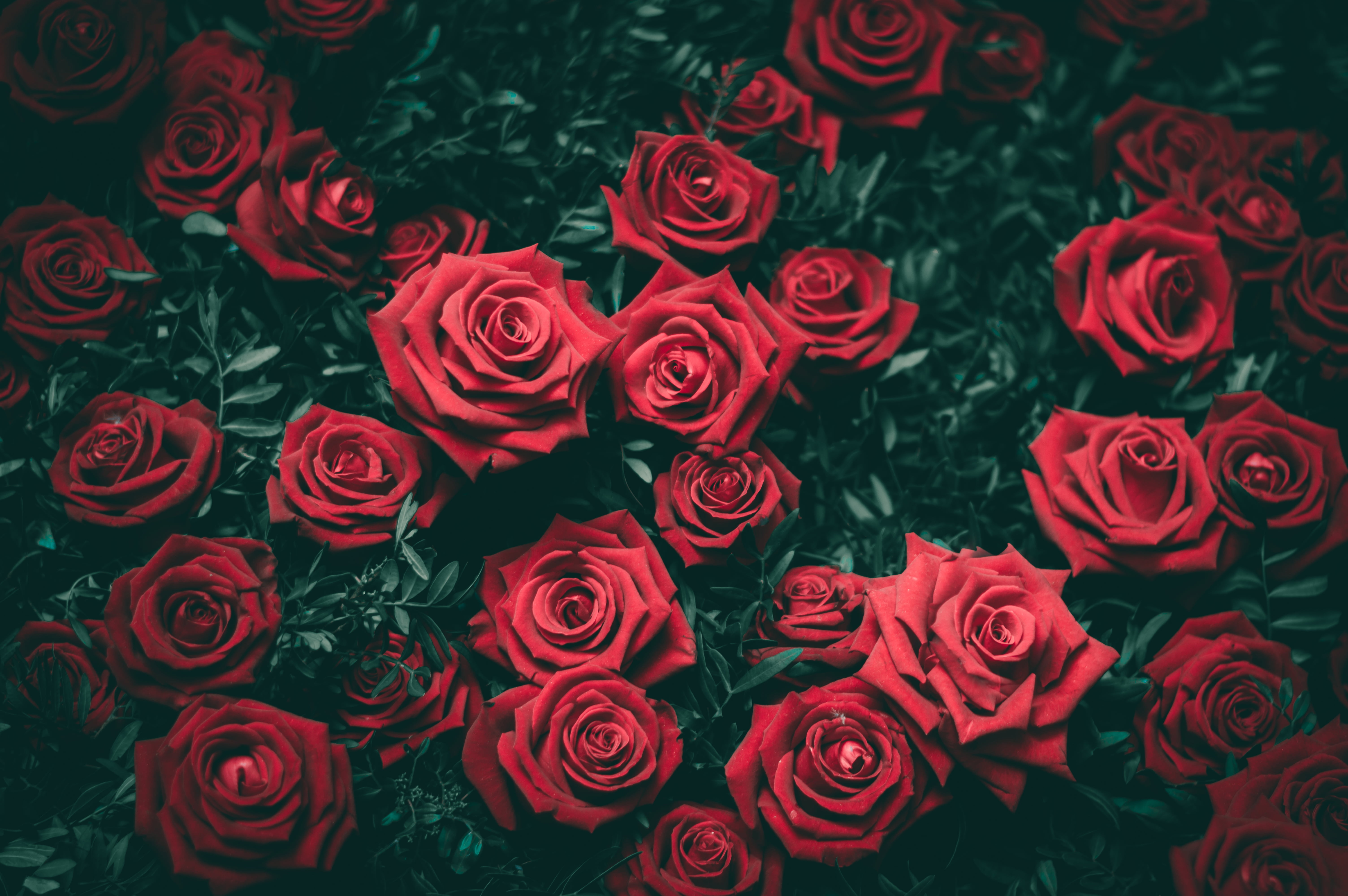 red Rose flowers, roses, bushes, buds, backgrounds, rose - Flower