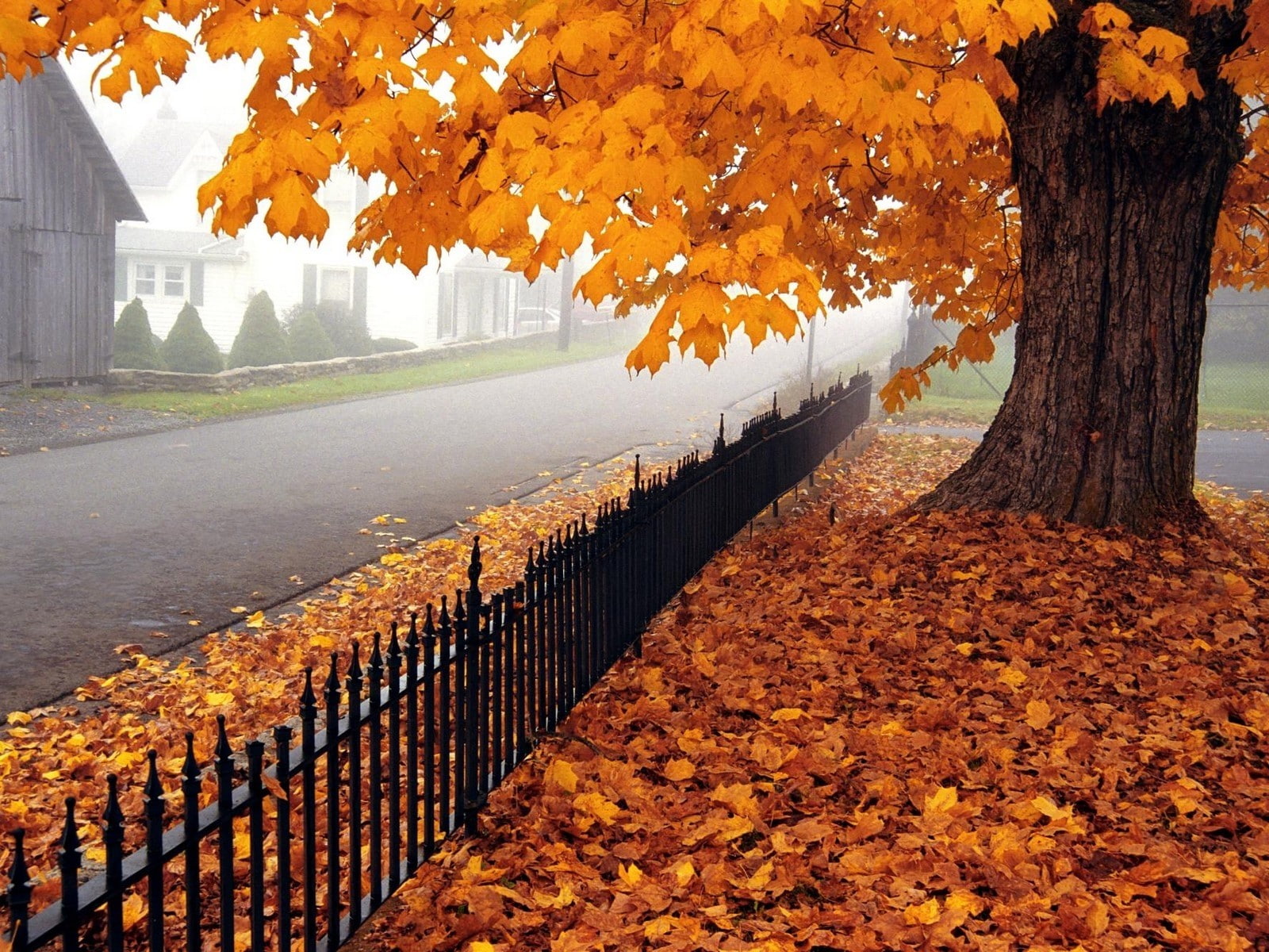 Autumn, Tree, Leaves, Fence, Fencing, West virginia, change