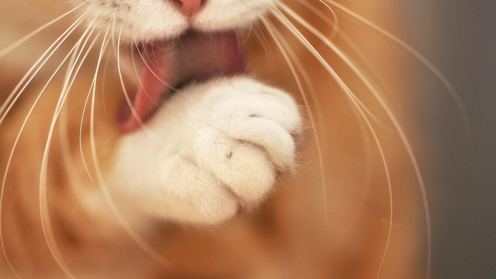 cat, depth of field, licking, animals, animal themes, domestic