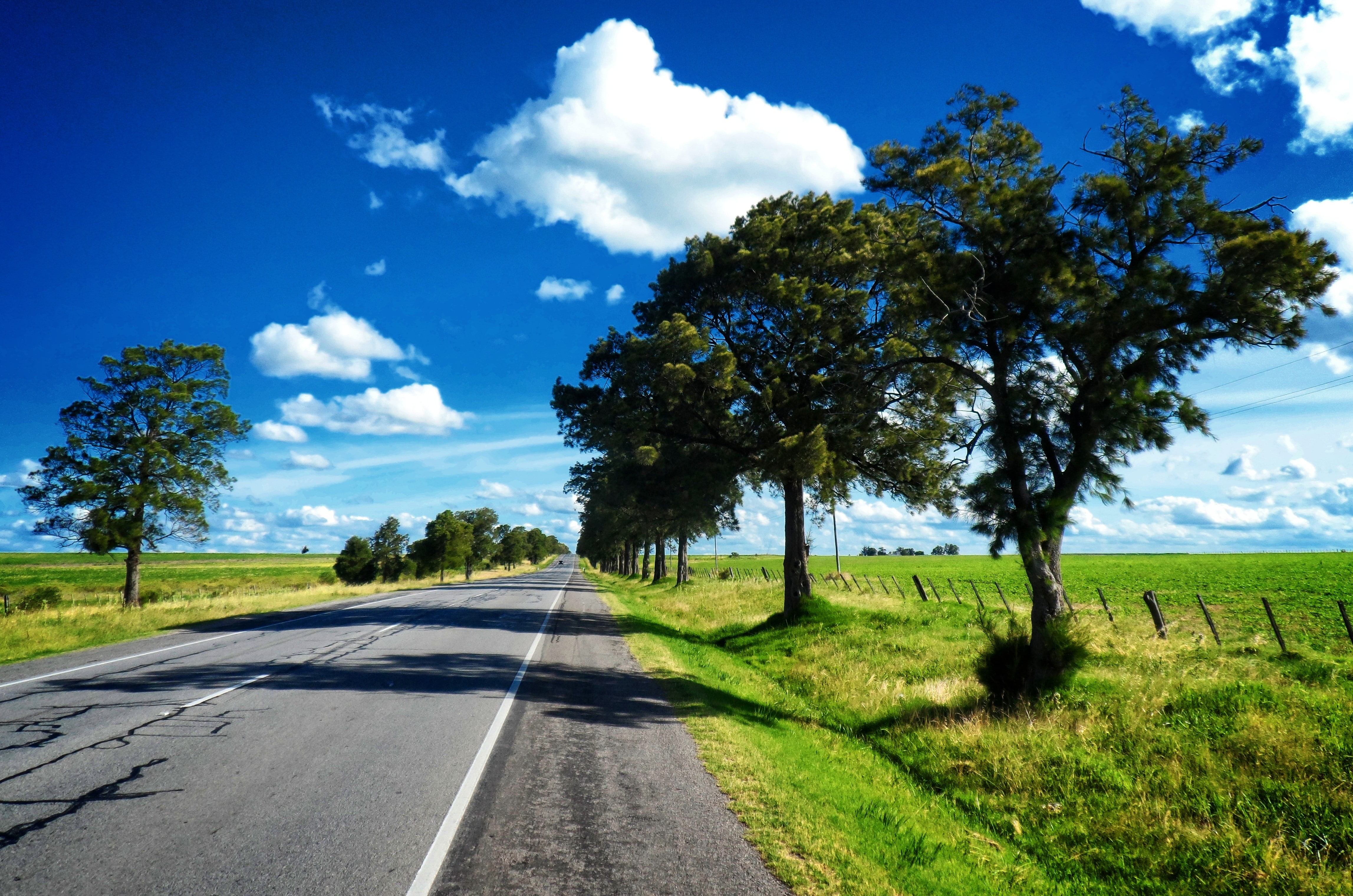 photographer uruguay route 66 road landscape, plant, sky, tree