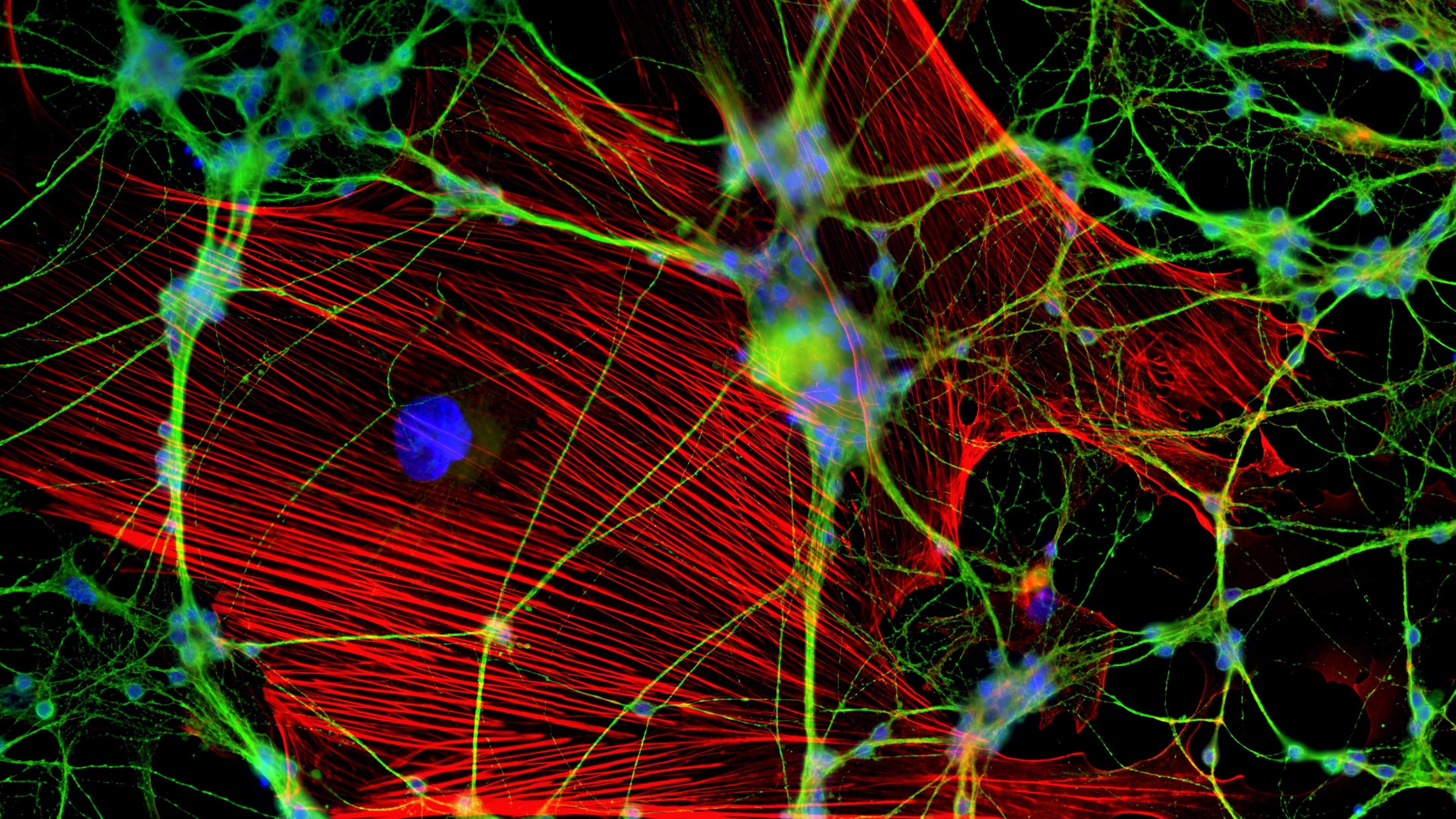 microscope, macro photography, neuron, cell, molecule, fluorescent