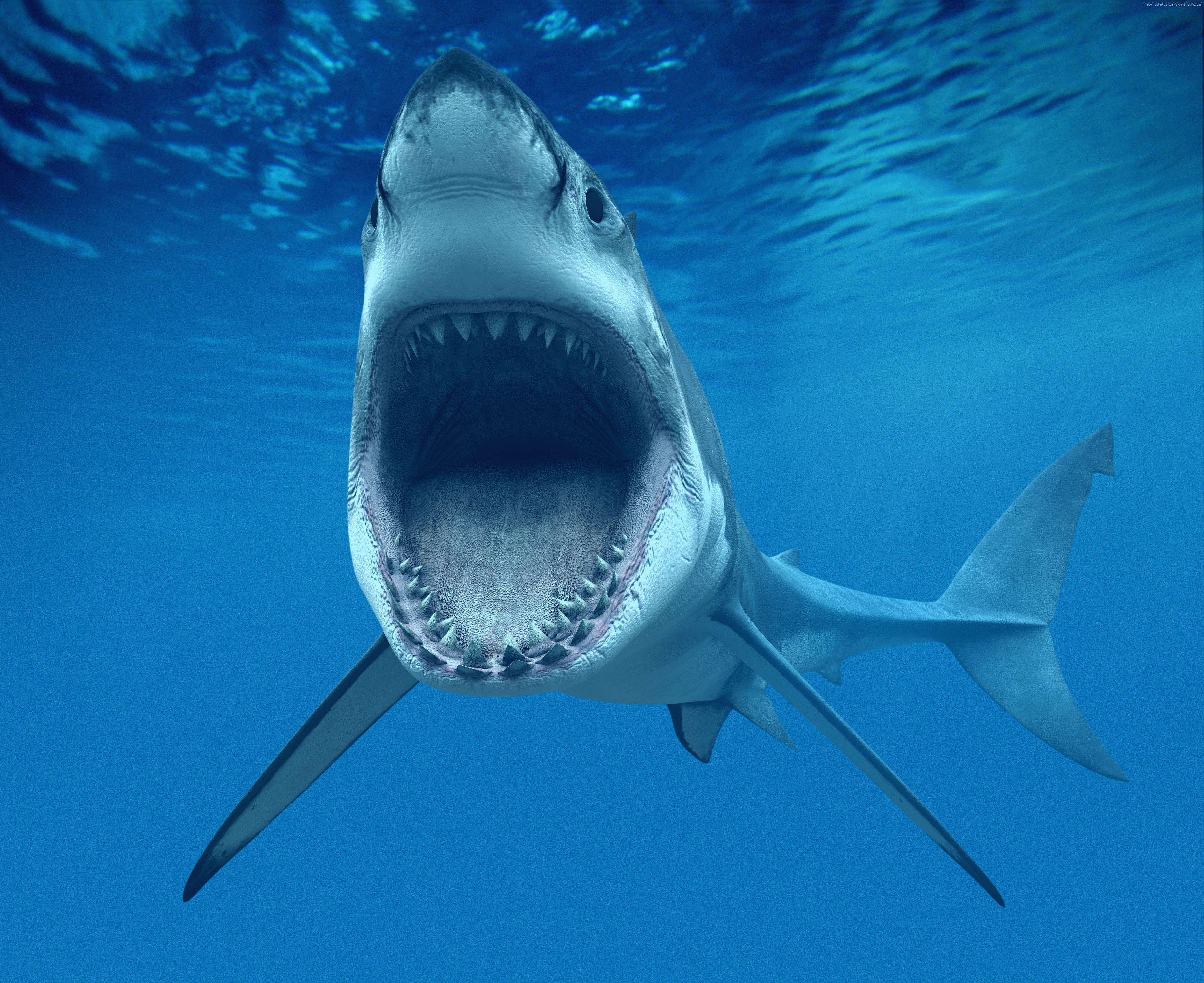 Best Diving Sites, underwater, Shark
