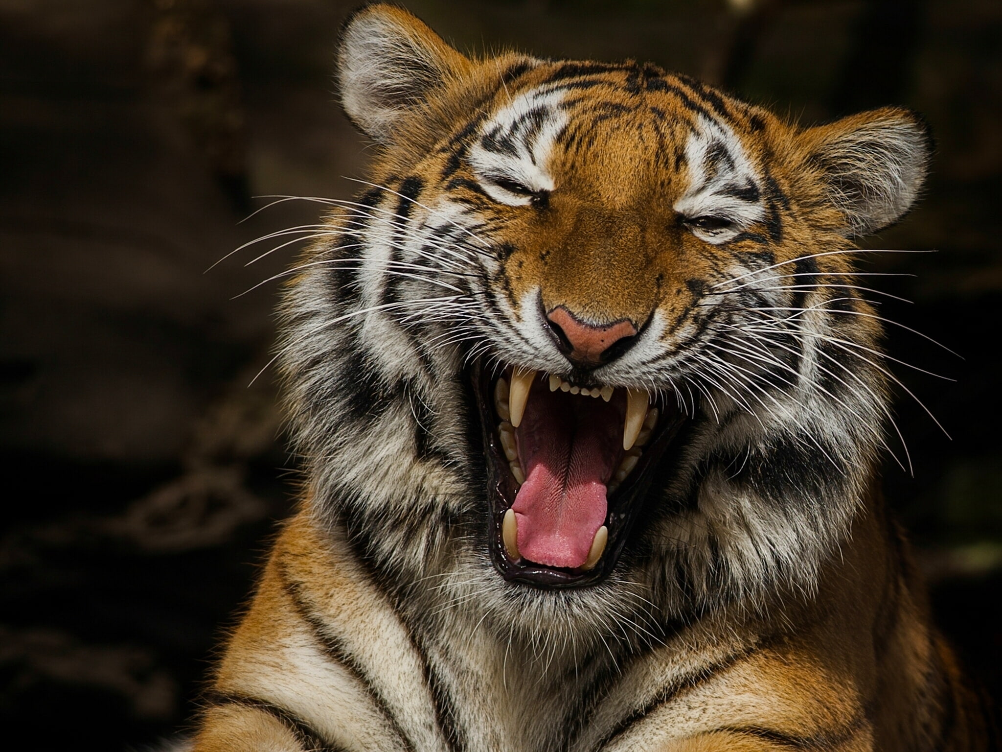 Tiger, Muzzle, Teeth
