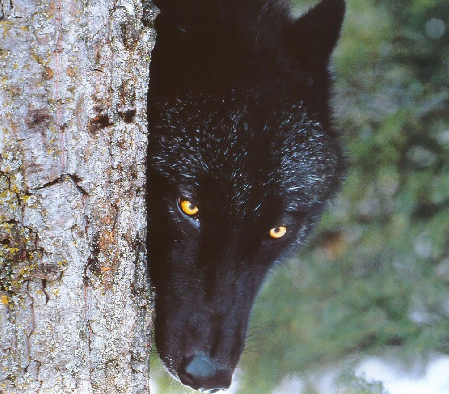 animals beautiful Beautiful Black Wolf Animals Other HD Art, tree