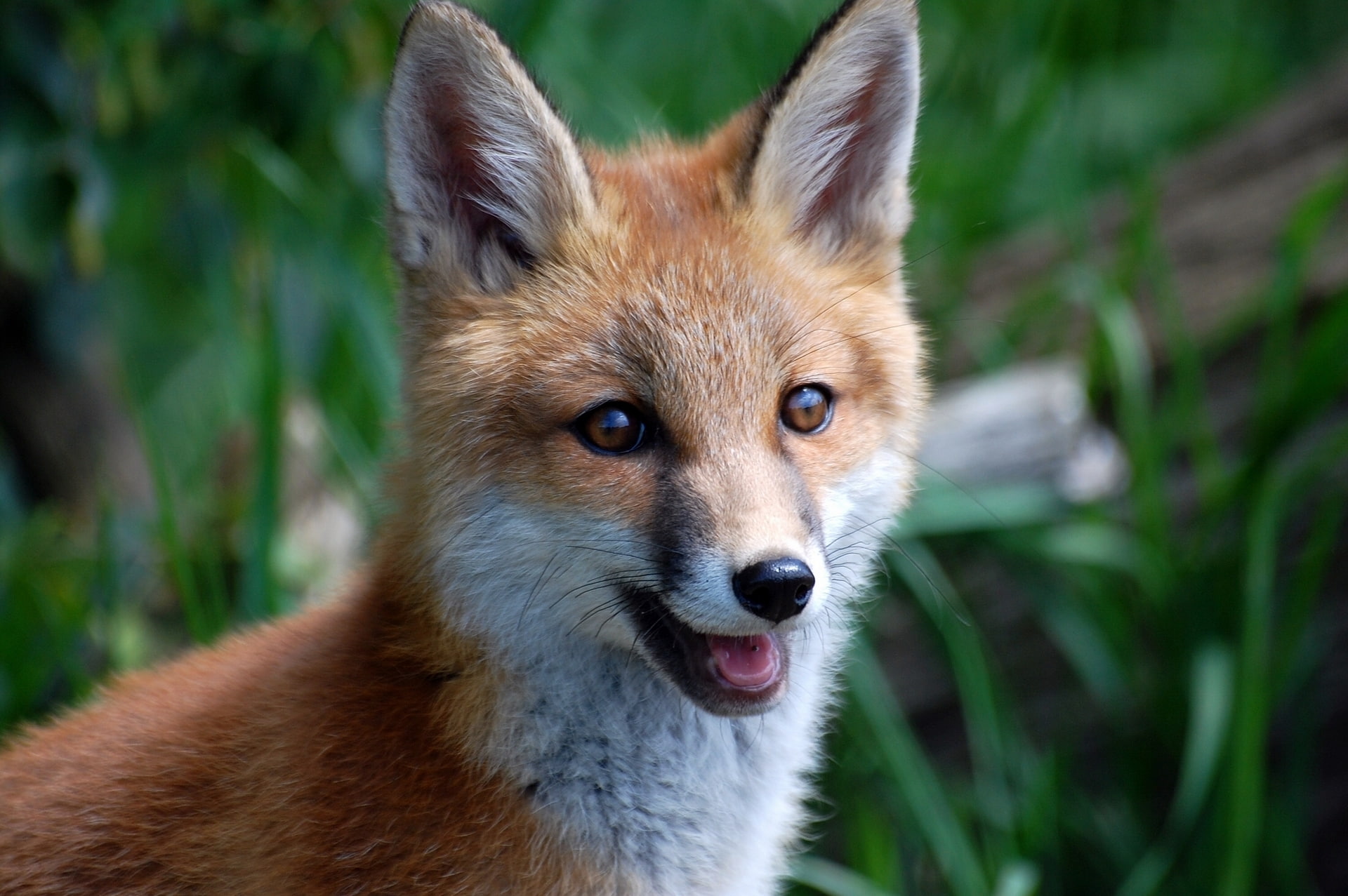 muzzle, Fox, red