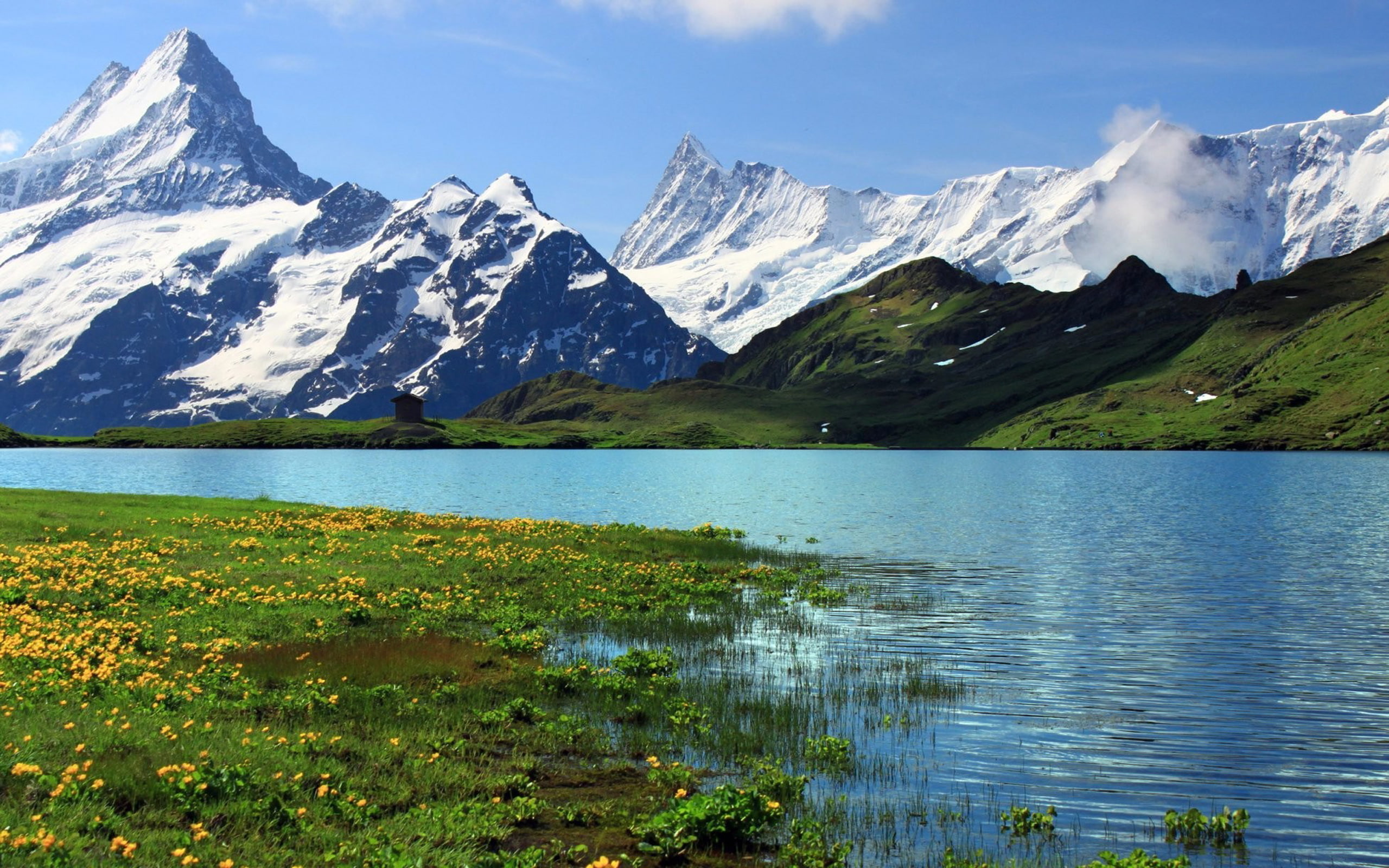 Rocky Mountain Snow Alps River Meadow With Green Grass And Yellow Flowers Blue Sky Switzerland Bern Wallpaper Widescreen Hd