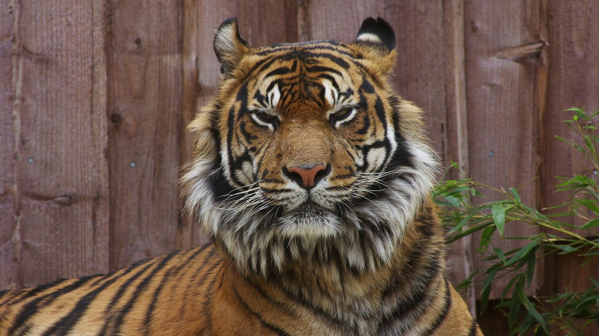 Staring Tiger, angry, animals