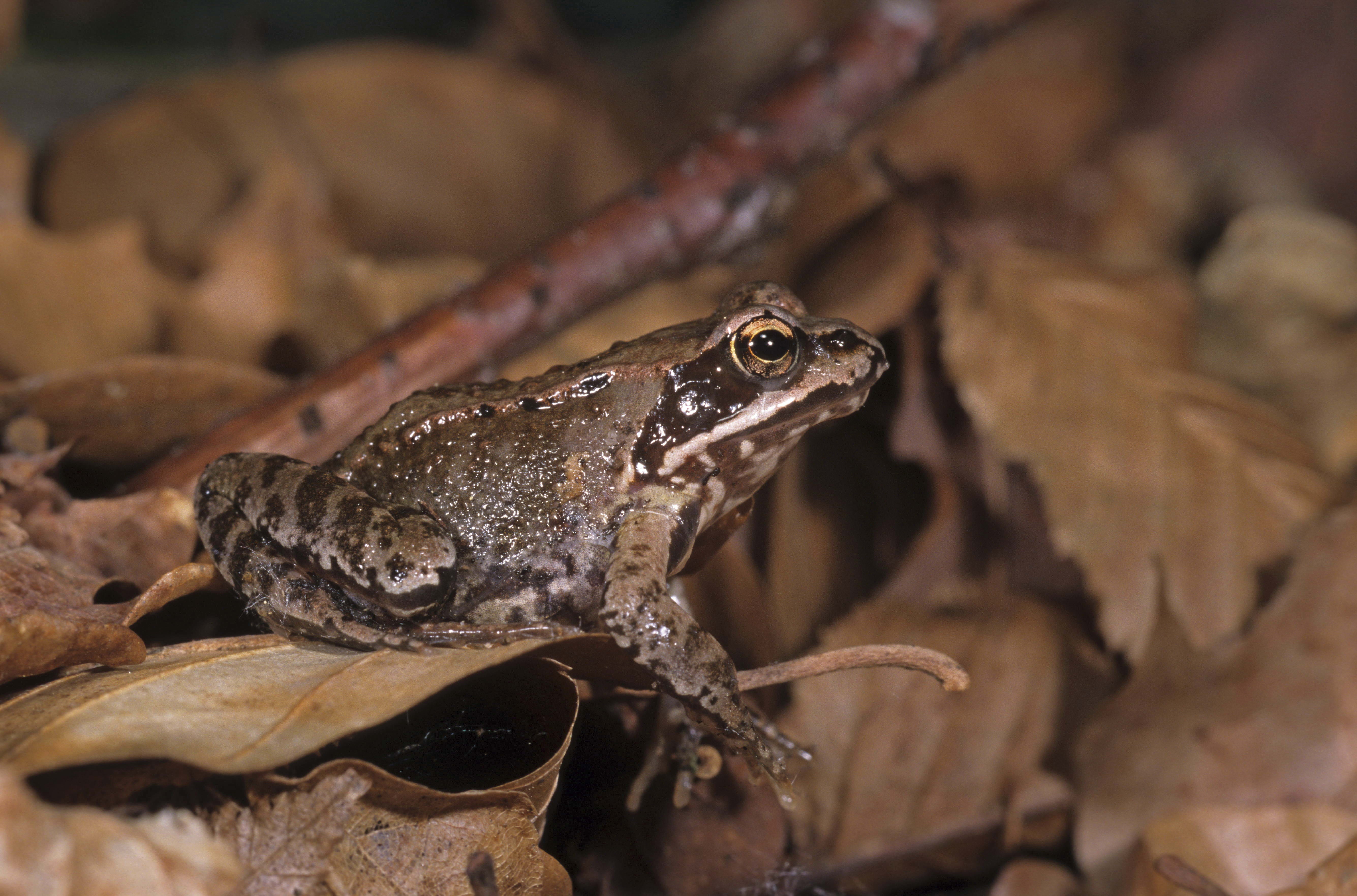 brown frog, toad, leaves, amphibian, animal, nature, wildlife