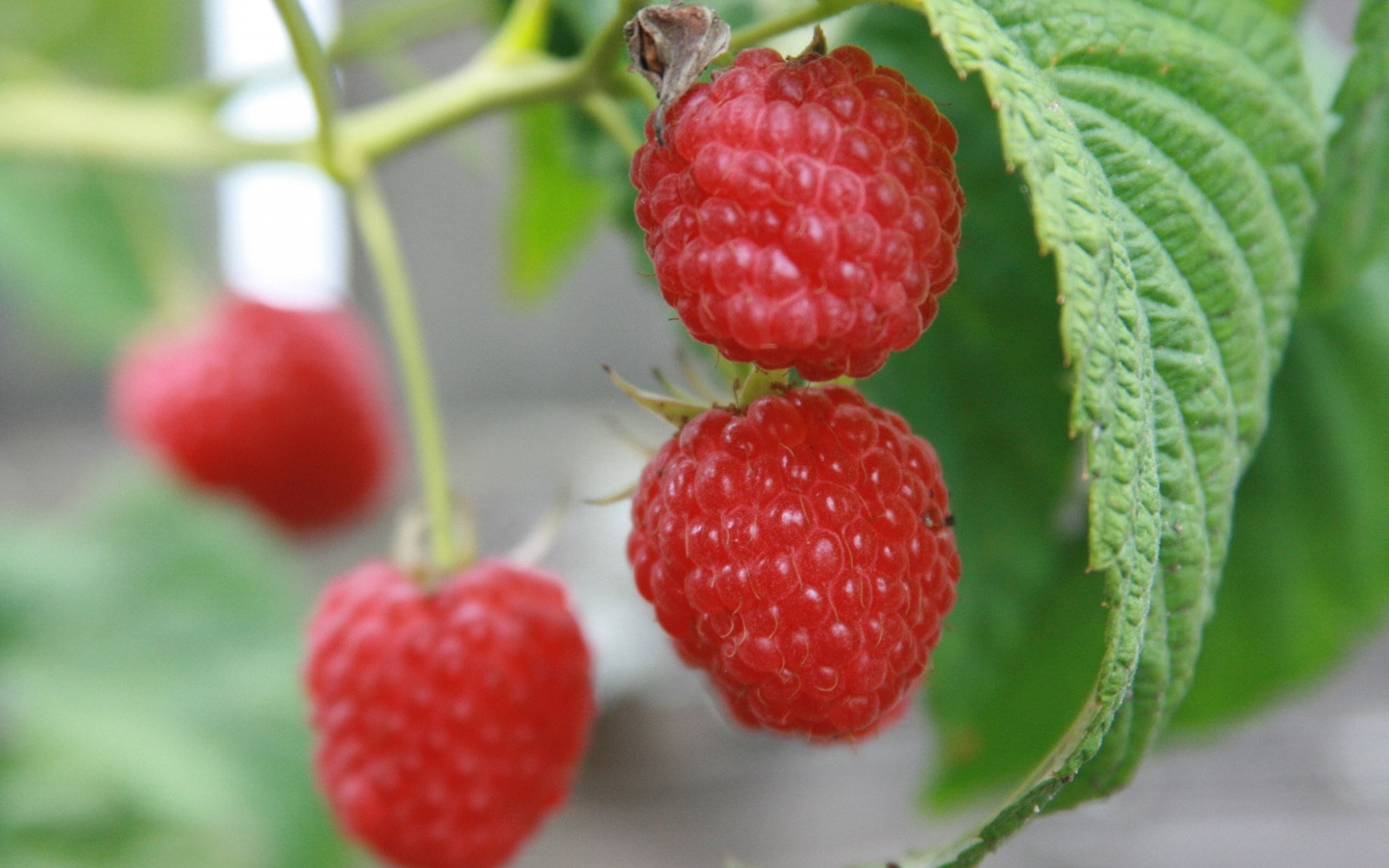 raspberry