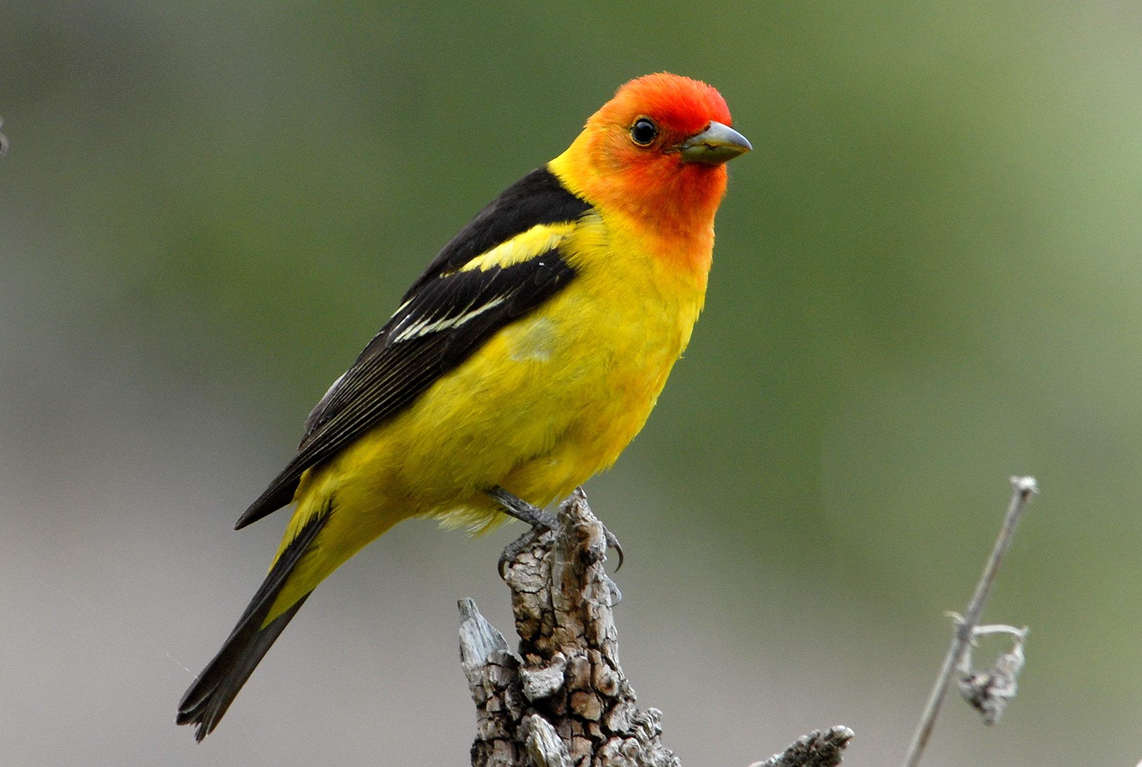 shallow focus photography of yellow, black and orange bird, animal